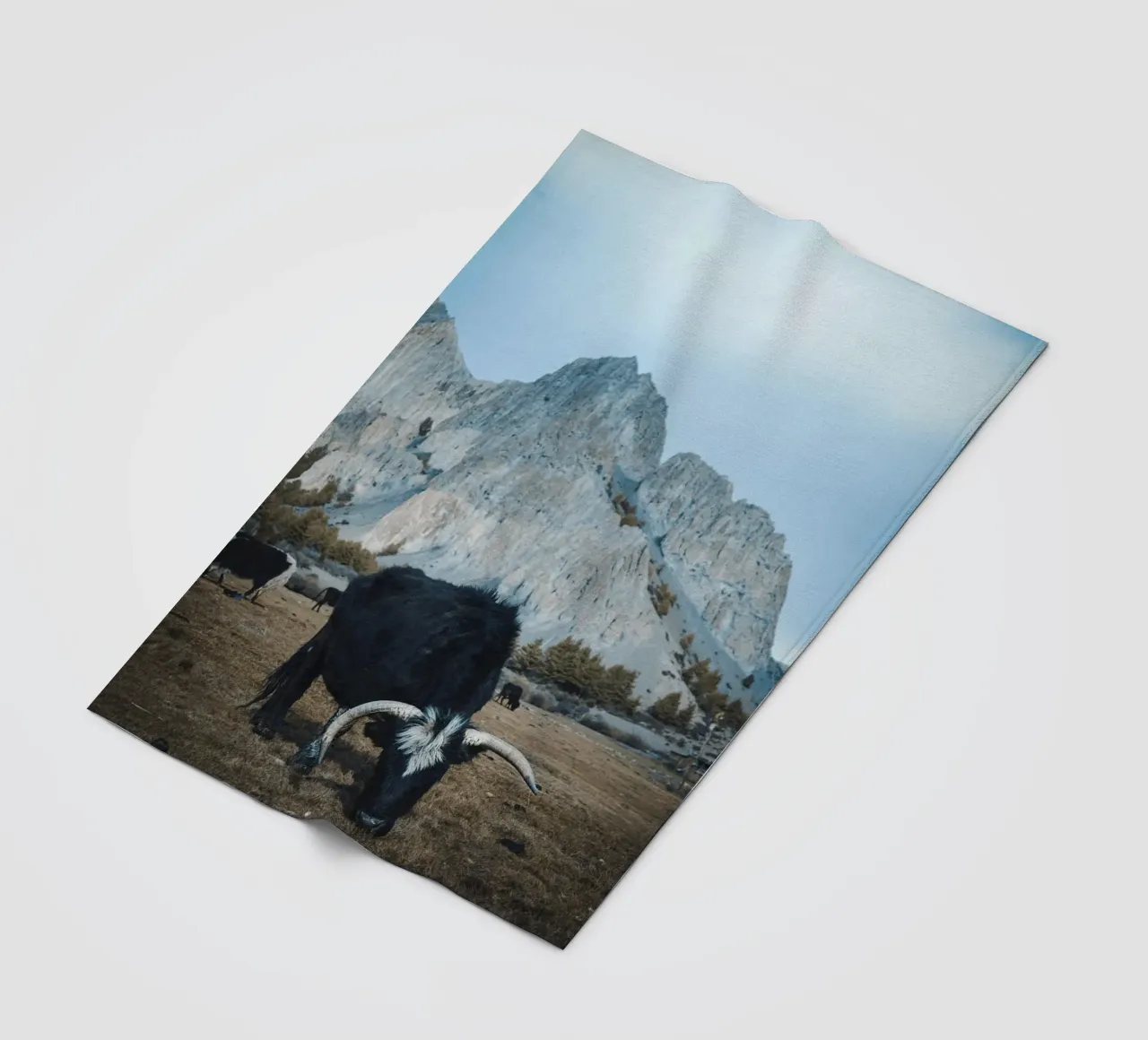 Un maestoso yak al pascolo in primo piano coperta in pile da The Herringstore