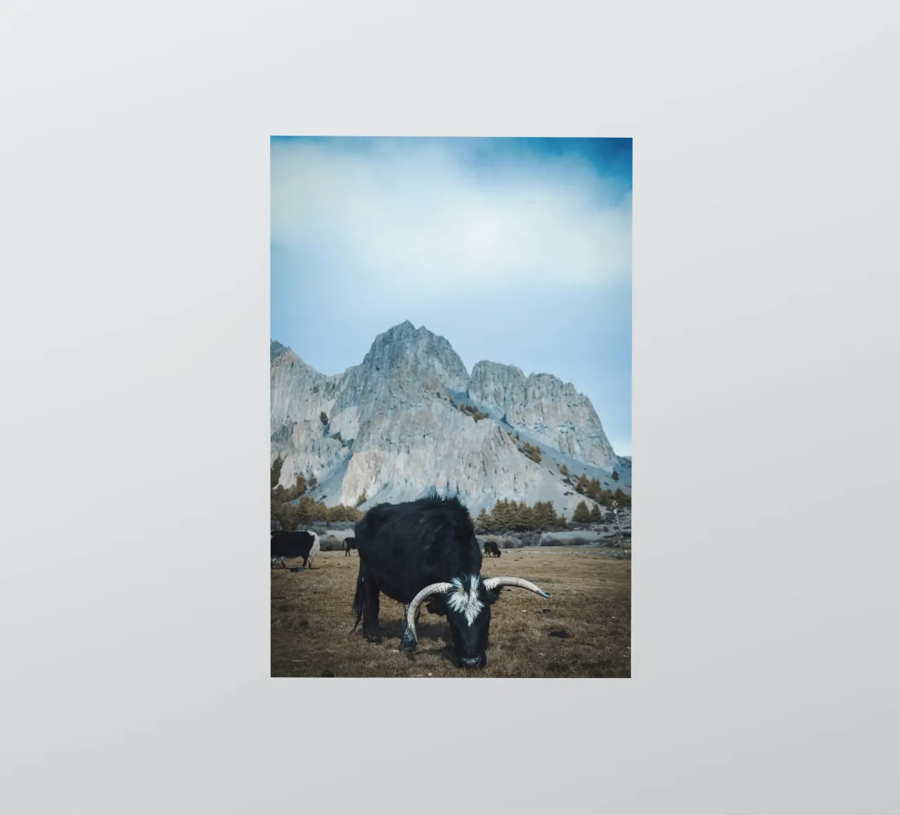 Un majestuoso yak pastando en primer plano pegatina de The Herringstore
