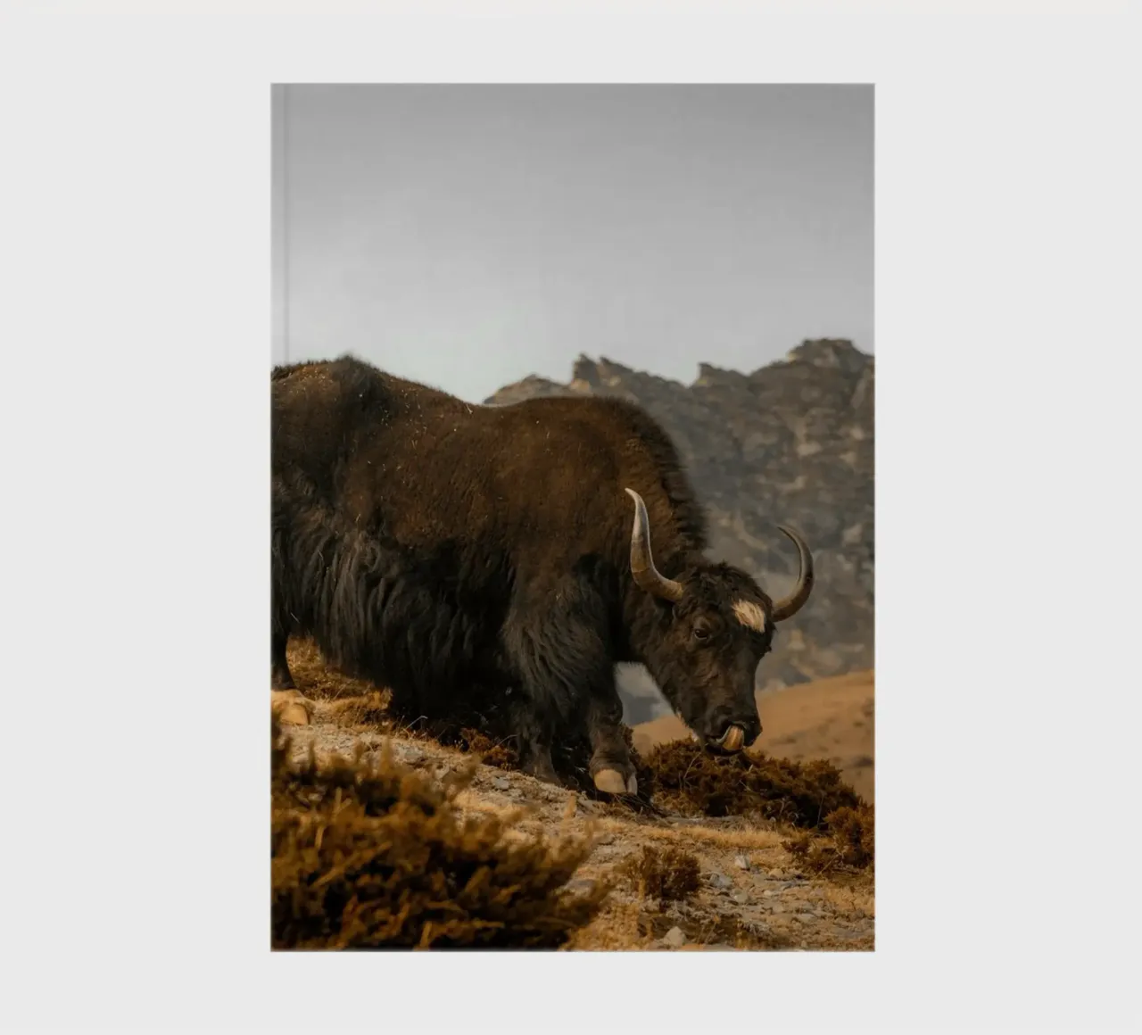 Uno yak al pascolo sulle pendici dell'Himalaya diario da The Herringstore