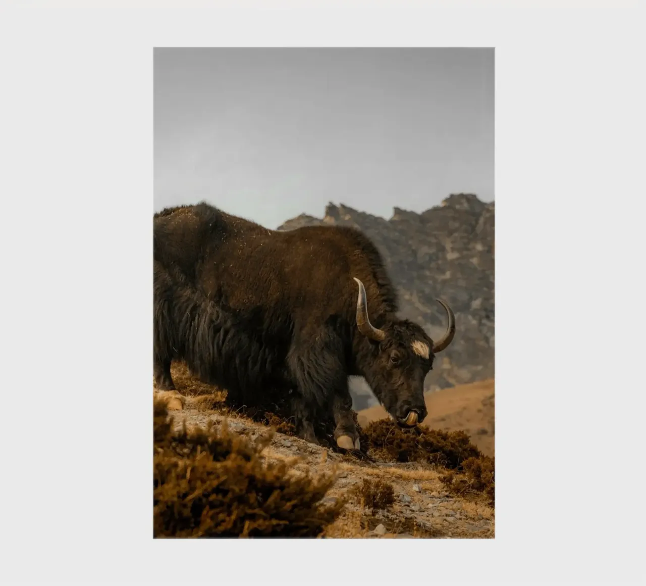 Uno yak al pascolo sulle pendici dell'Himalaya diario da The Herringstore