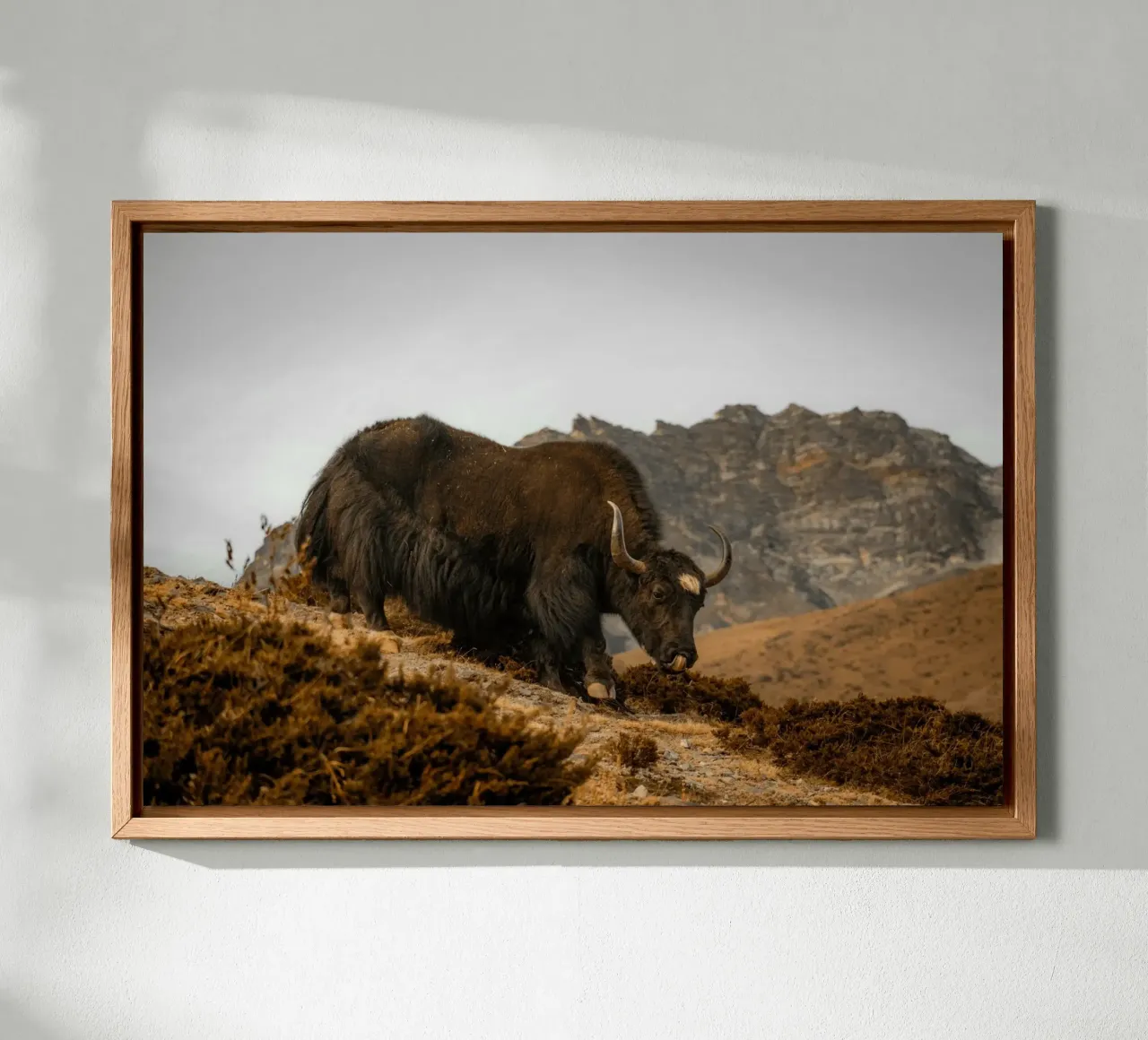 A Yak Grazing on the Slopes of the Himalaya's canvas by The Herringstore