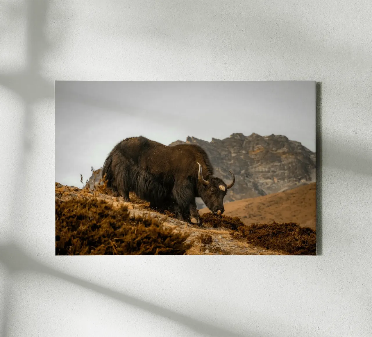 A Yak Grazing on the Slopes of the Himalaya's canvas by The Herringstore