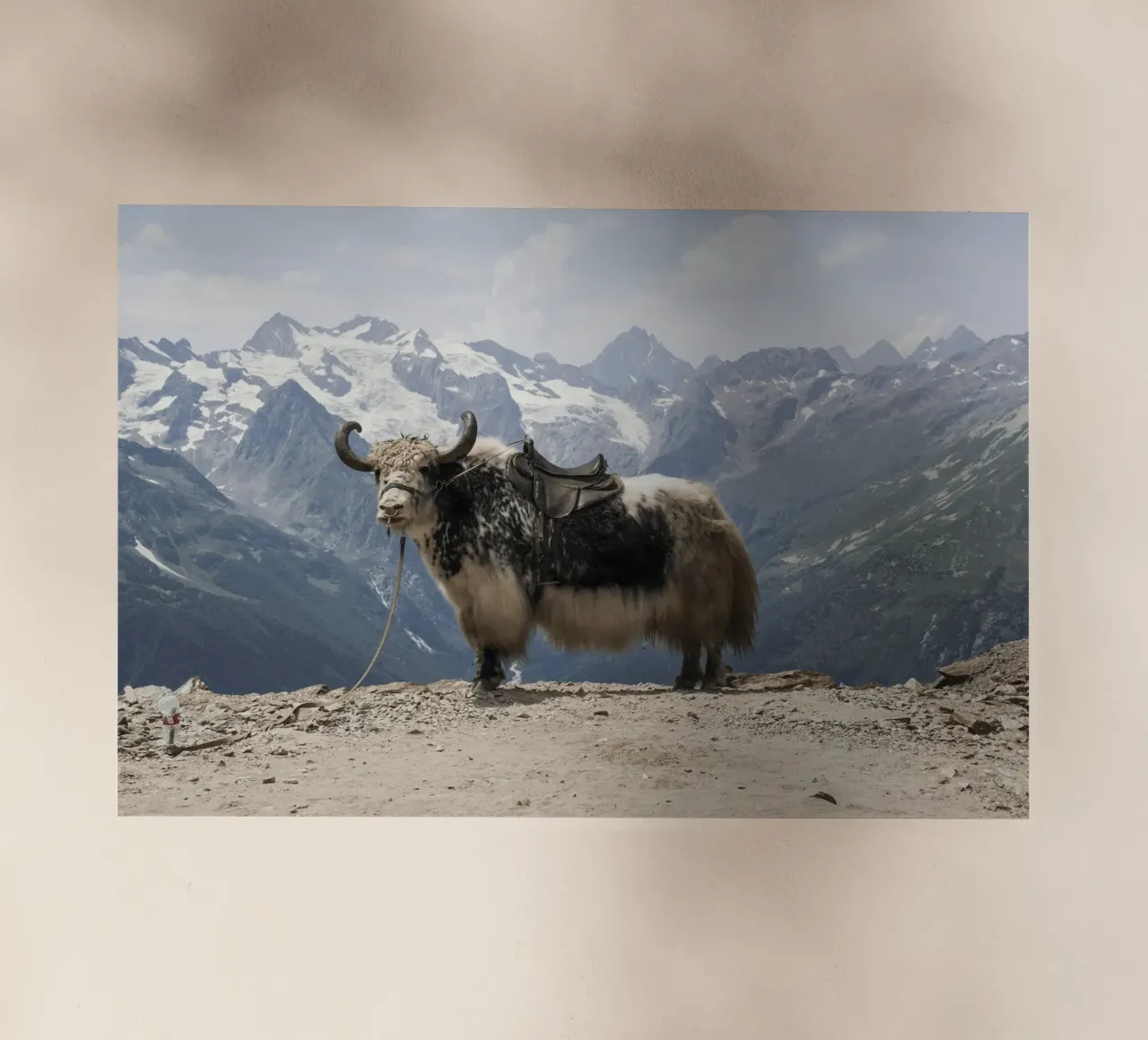 Yak in piedi su uno sfondo montano innevato pellicola backlit da The Herringstore