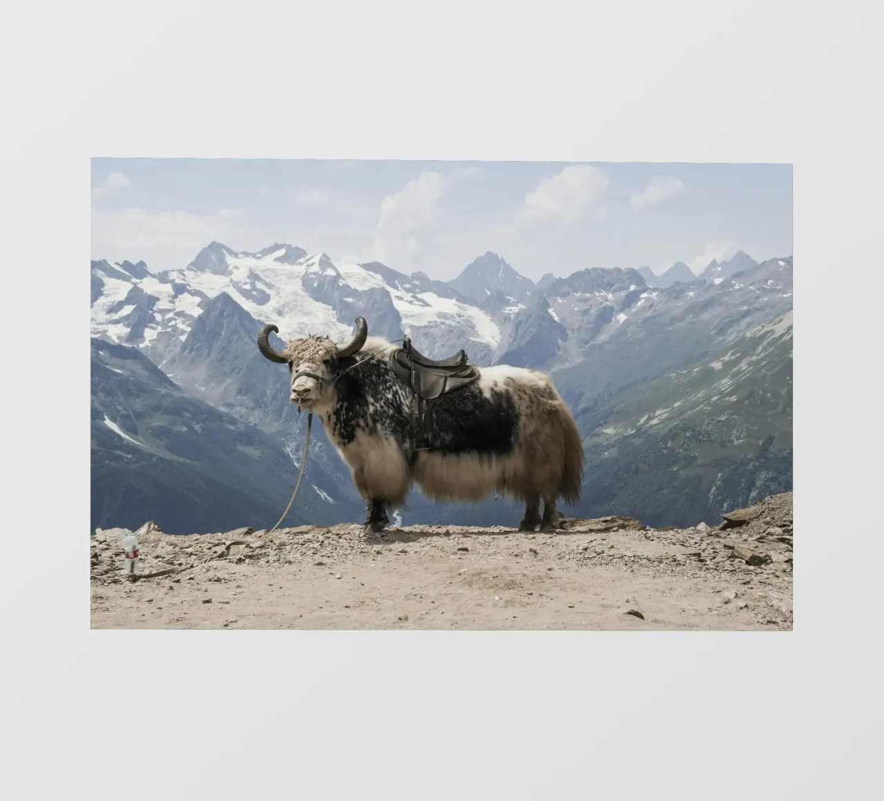 Yak in piedi su uno sfondo montano innevato telo in pvc da The Herringstore