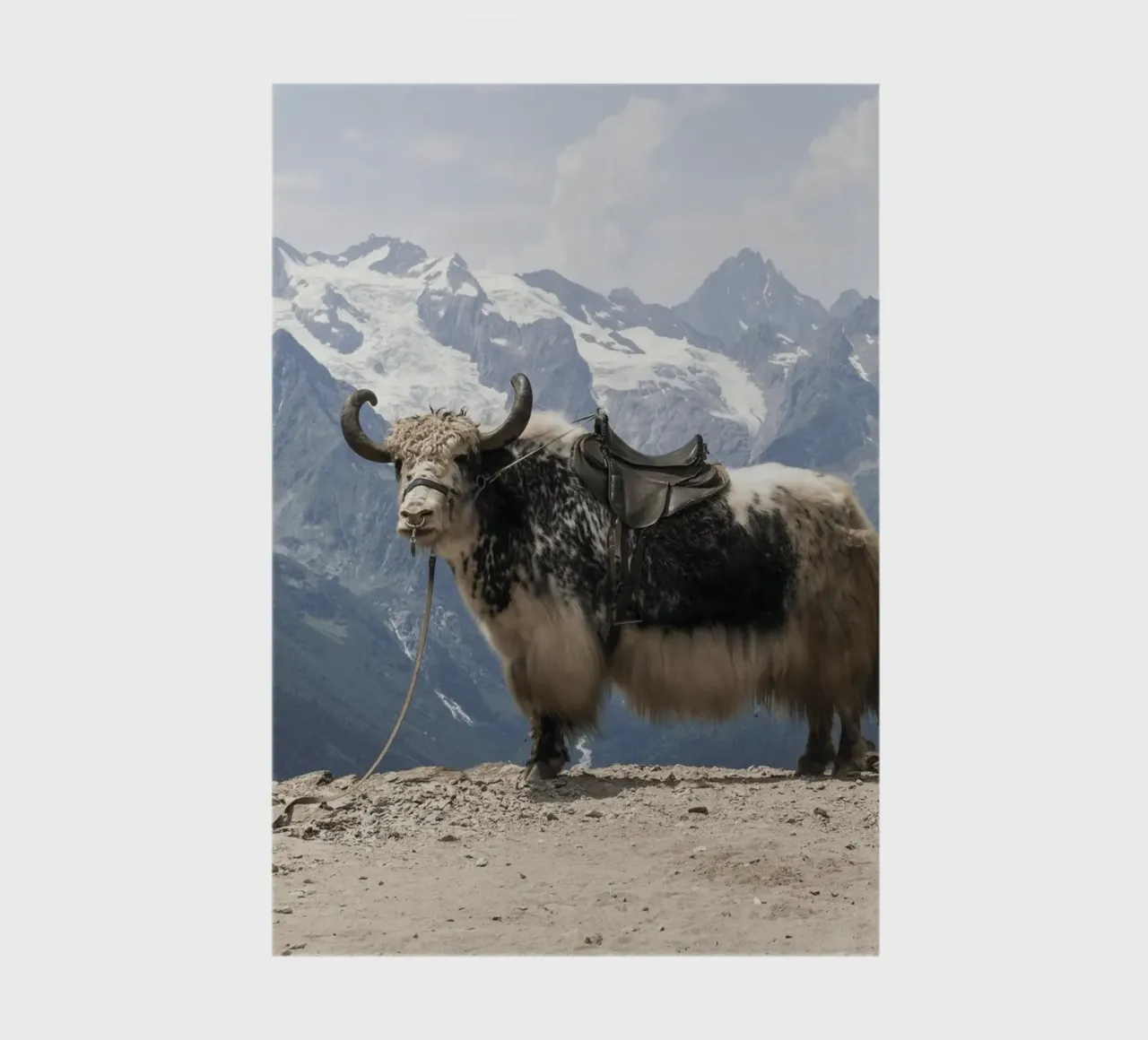 Yak Standing on a Snowy Mountain Backdrop notebook by The Herringstore