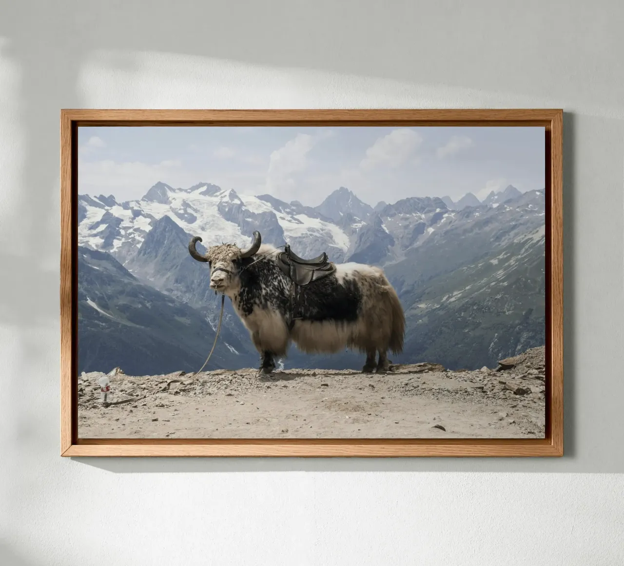 Yak in piedi su uno sfondo montano innevato alluminio dibond da The Herringstore