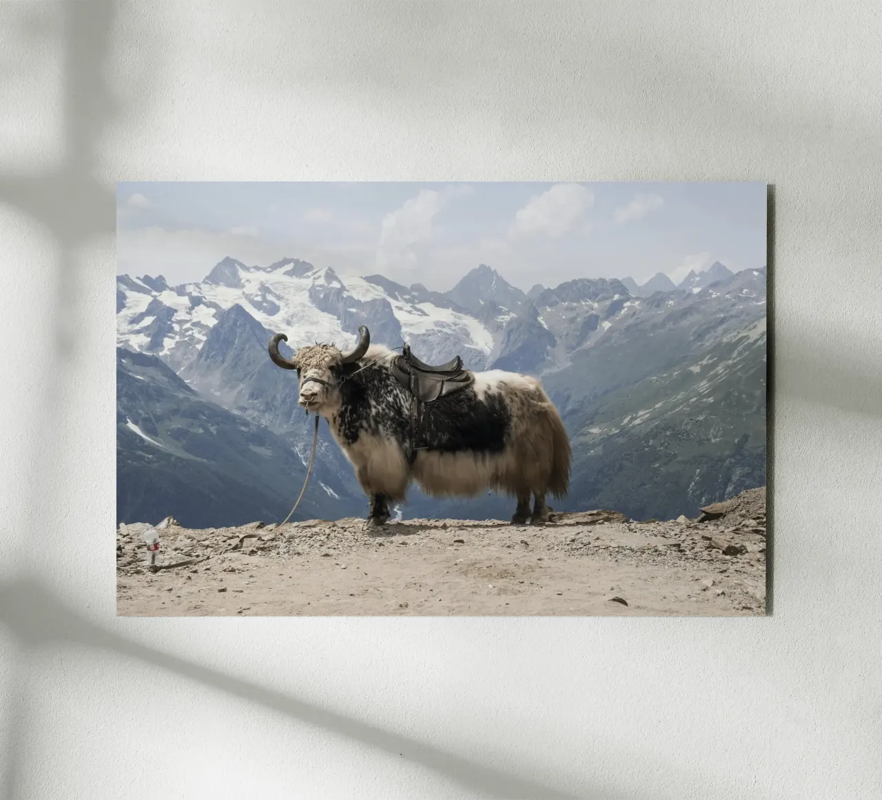 Yak in piedi su uno sfondo montano innevato alluminio dibond da The Herringstore