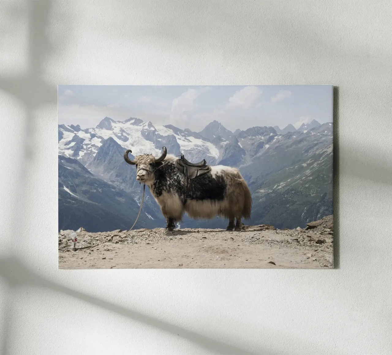 Yak Standing on a Snowy Mountain Backdrop canvas by The Herringstore