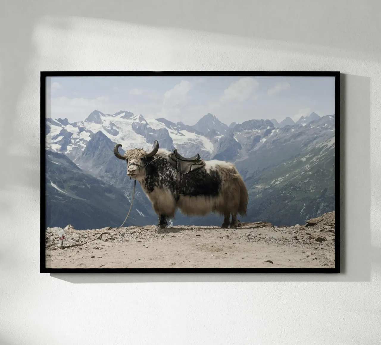 Yak Standing on a Snowy Mountain Backdrop hahnemühle by The Herringstore