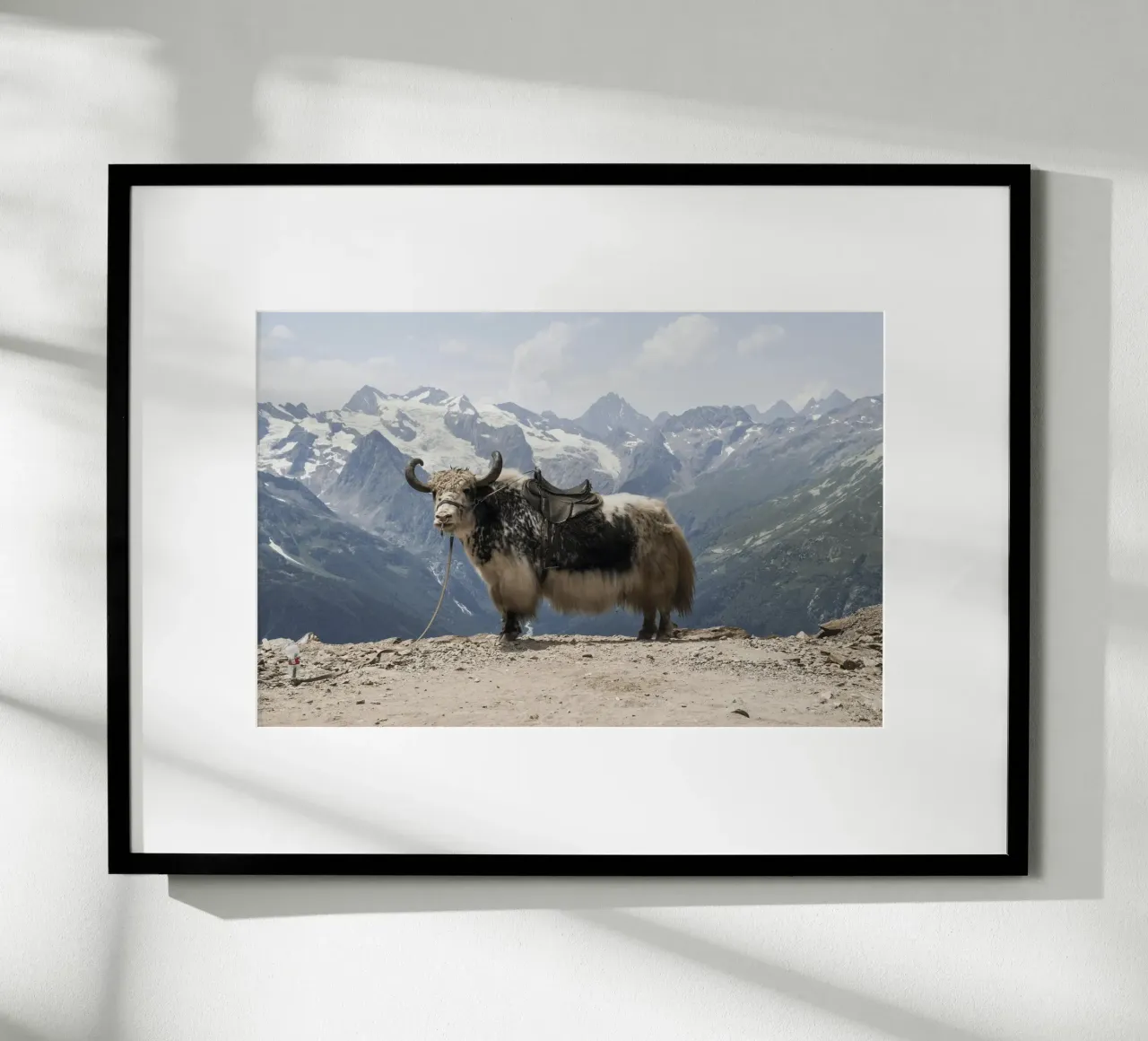 Yak Standing on a Snowy Mountain Backdrop hahnemühle by The Herringstore