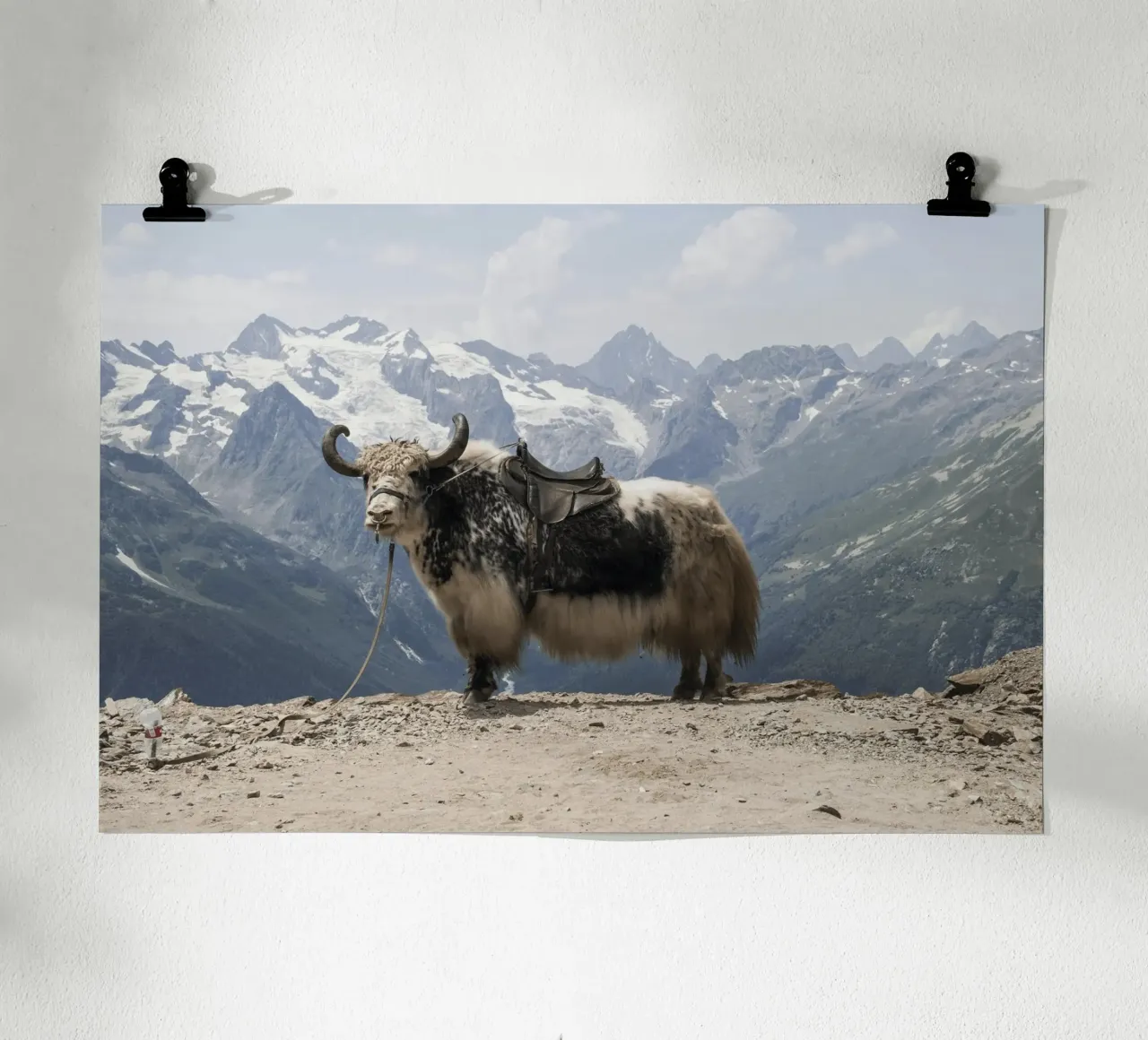 Yak Standing on a Snowy Mountain Backdrop hahnemühle by The Herringstore