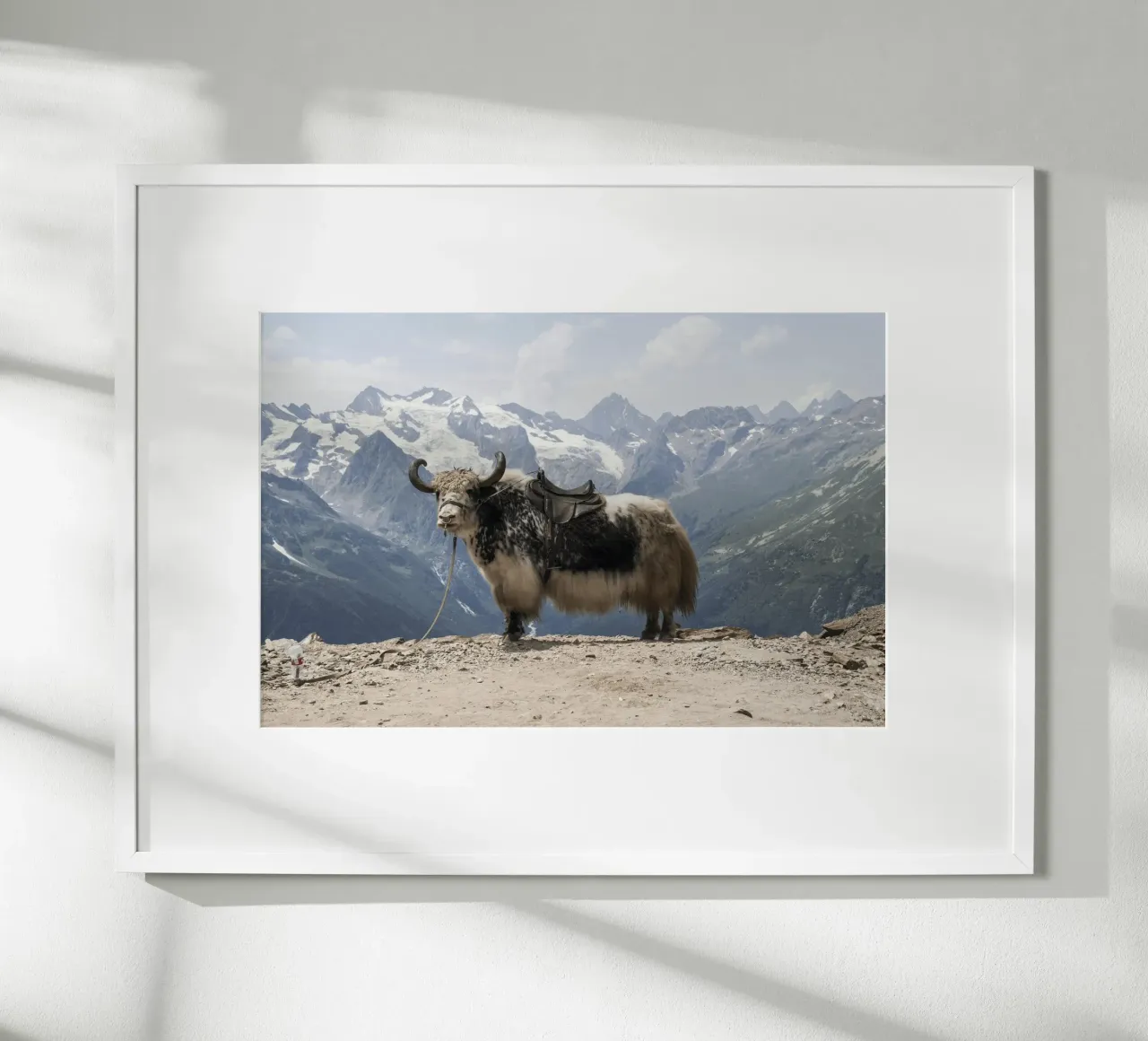 Yak Standing on a Snowy Mountain Backdrop hahnemühle by The Herringstore