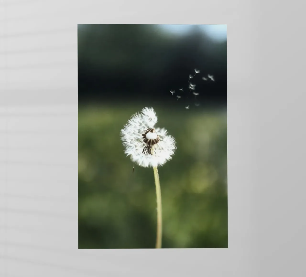 Dandelion Floating Seeds lámina retroiluminada de Attaboy Dsgn