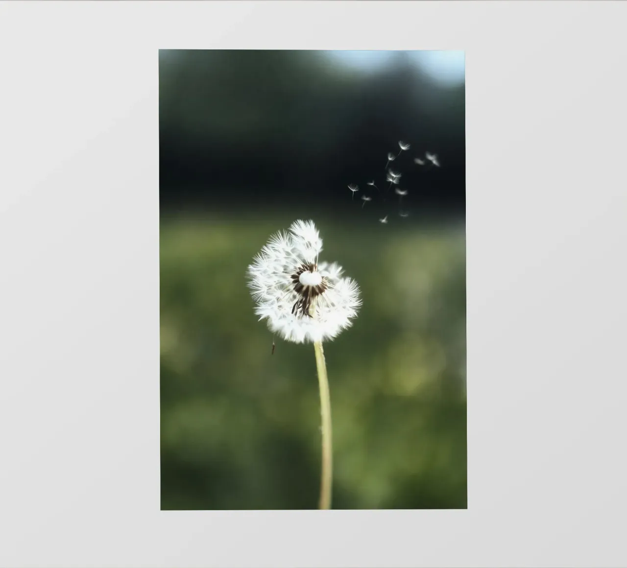 Dandelion Floating Seeds backlit folie van Attaboy Dsgn