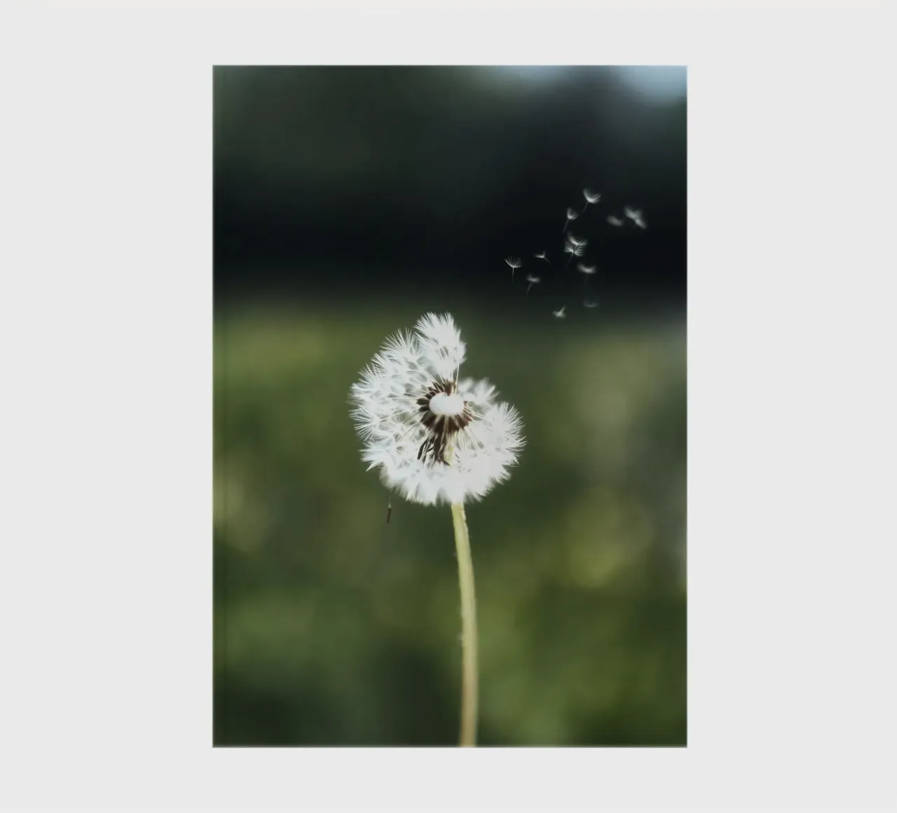 Dandelion Floating Seeds diario da Attaboy Dsgn