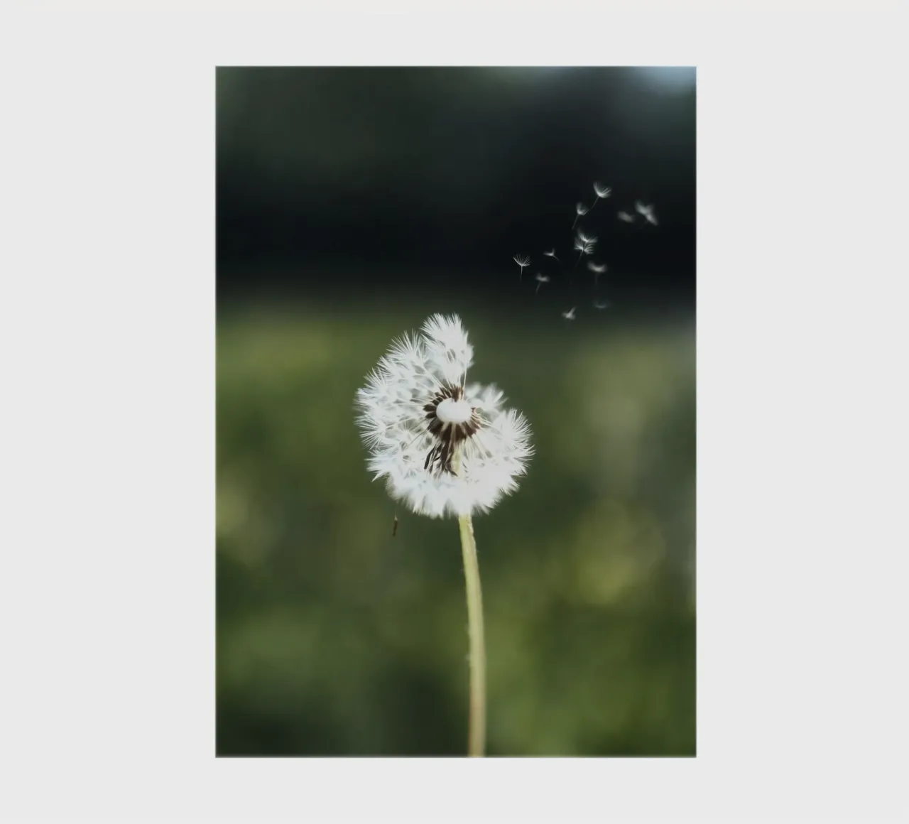 Dandelion Floating Seeds diario da Attaboy Dsgn