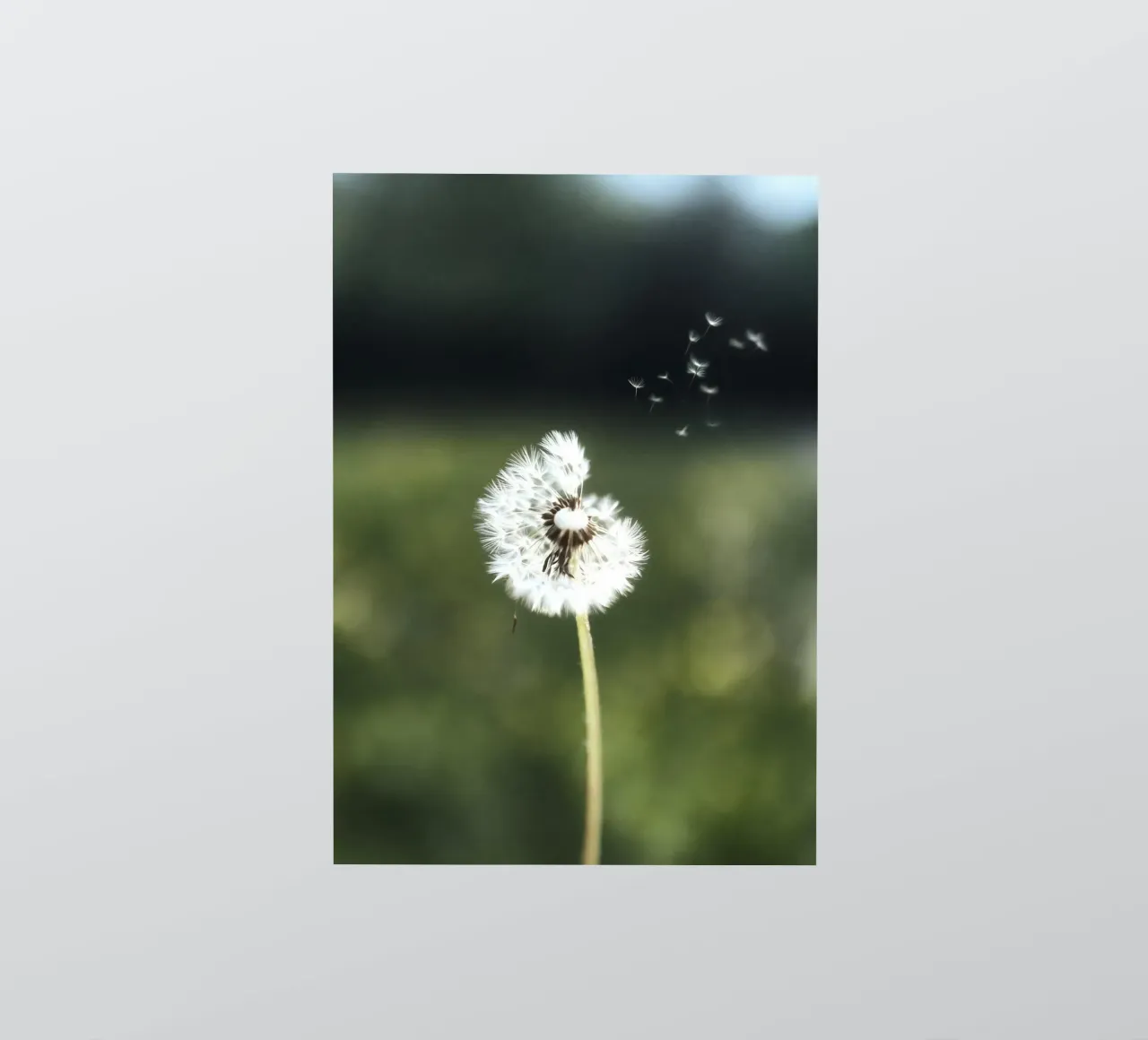 Dandelion Floating Seeds pegatina de Attaboy Dsgn