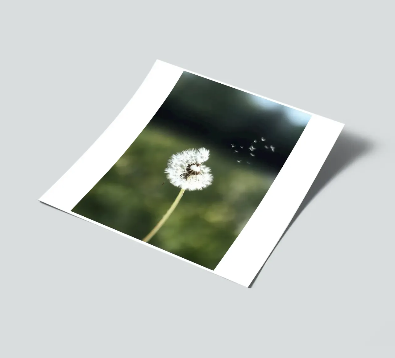 Dandelion Floating Seeds Stickerbogen von Attaboy Dsgn