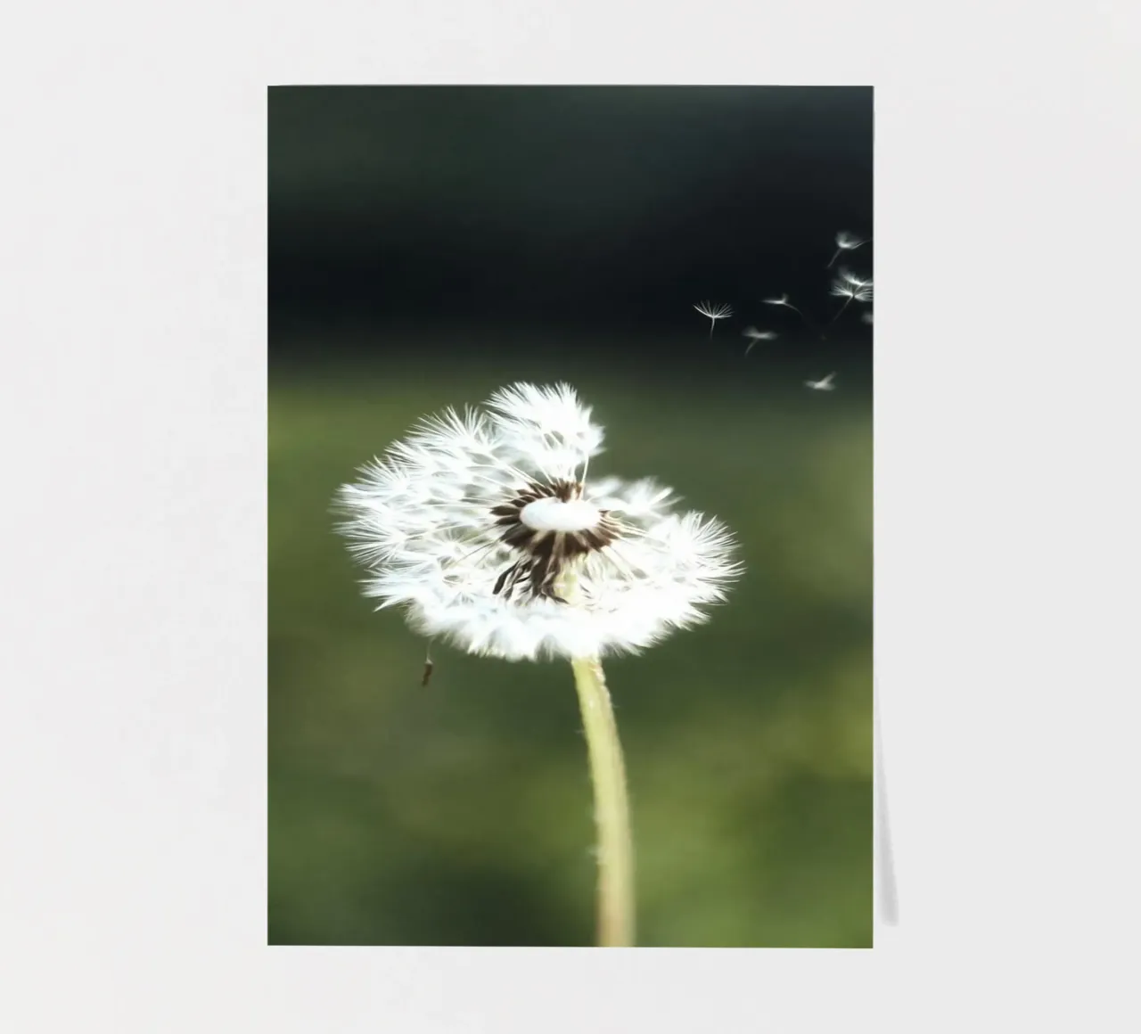 Dandelion Floating Seeds Stickerbogen von Attaboy Dsgn