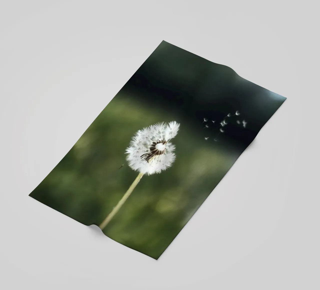 Dandelion Floating Seeds telo mare da Attaboy Dsgn