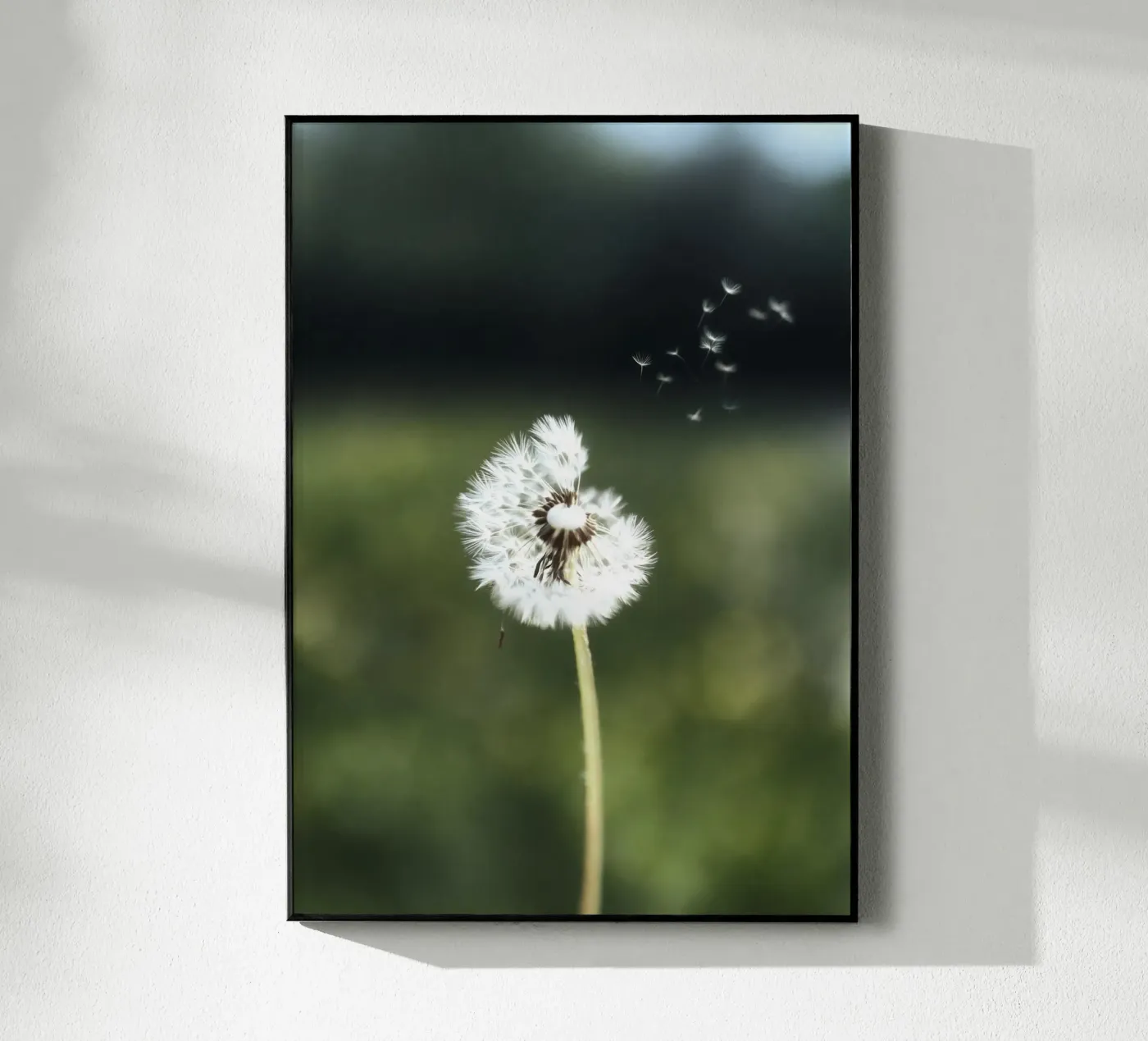 Dandelion Floating Seeds plexiglass da Attaboy Dsgn