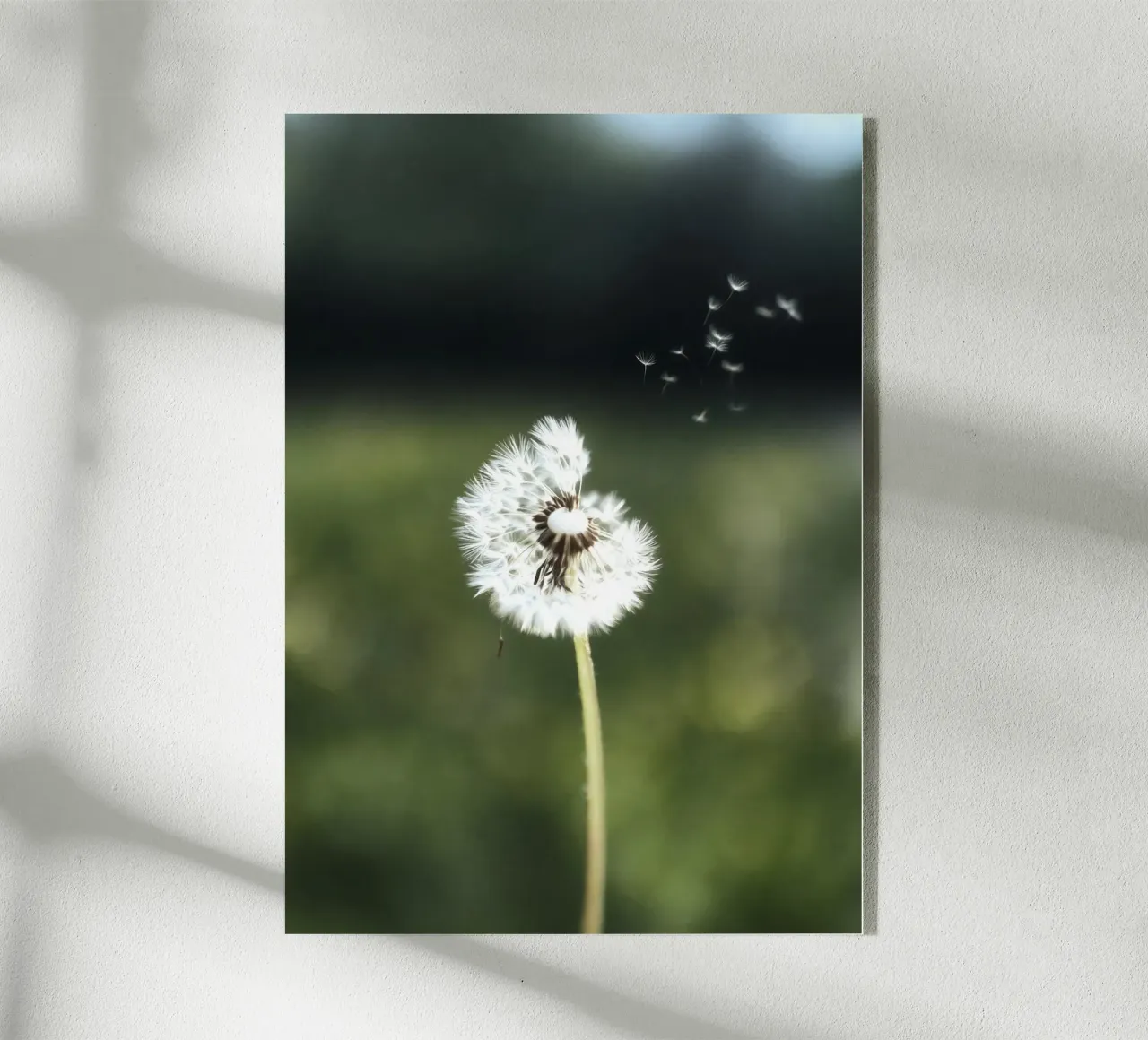 Dandelion Floating Seeds plexiglass da Attaboy Dsgn