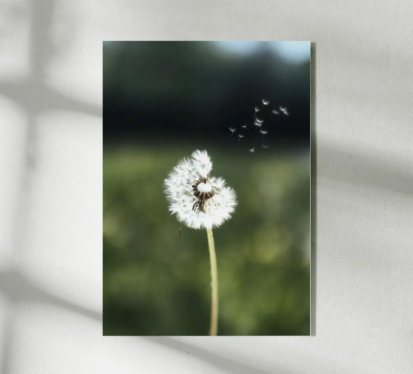 Dandelion Floating Seeds plexiglass da Attaboy Dsgn