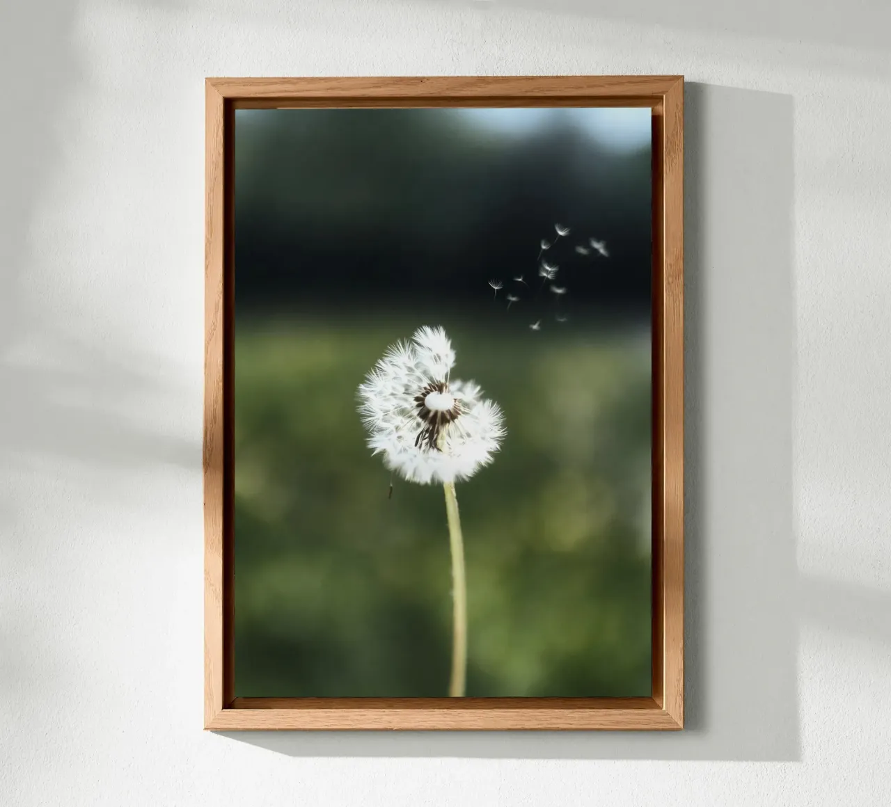 Dandelion Floating Seeds alluminio dibond da Attaboy Dsgn
