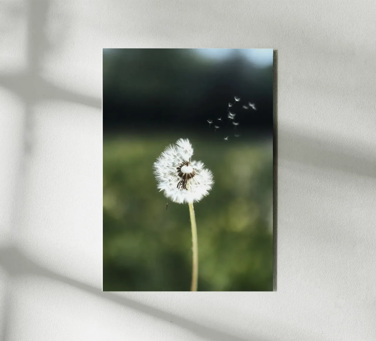 Dandelion Floating Seeds alluminio dibond da Attaboy Dsgn