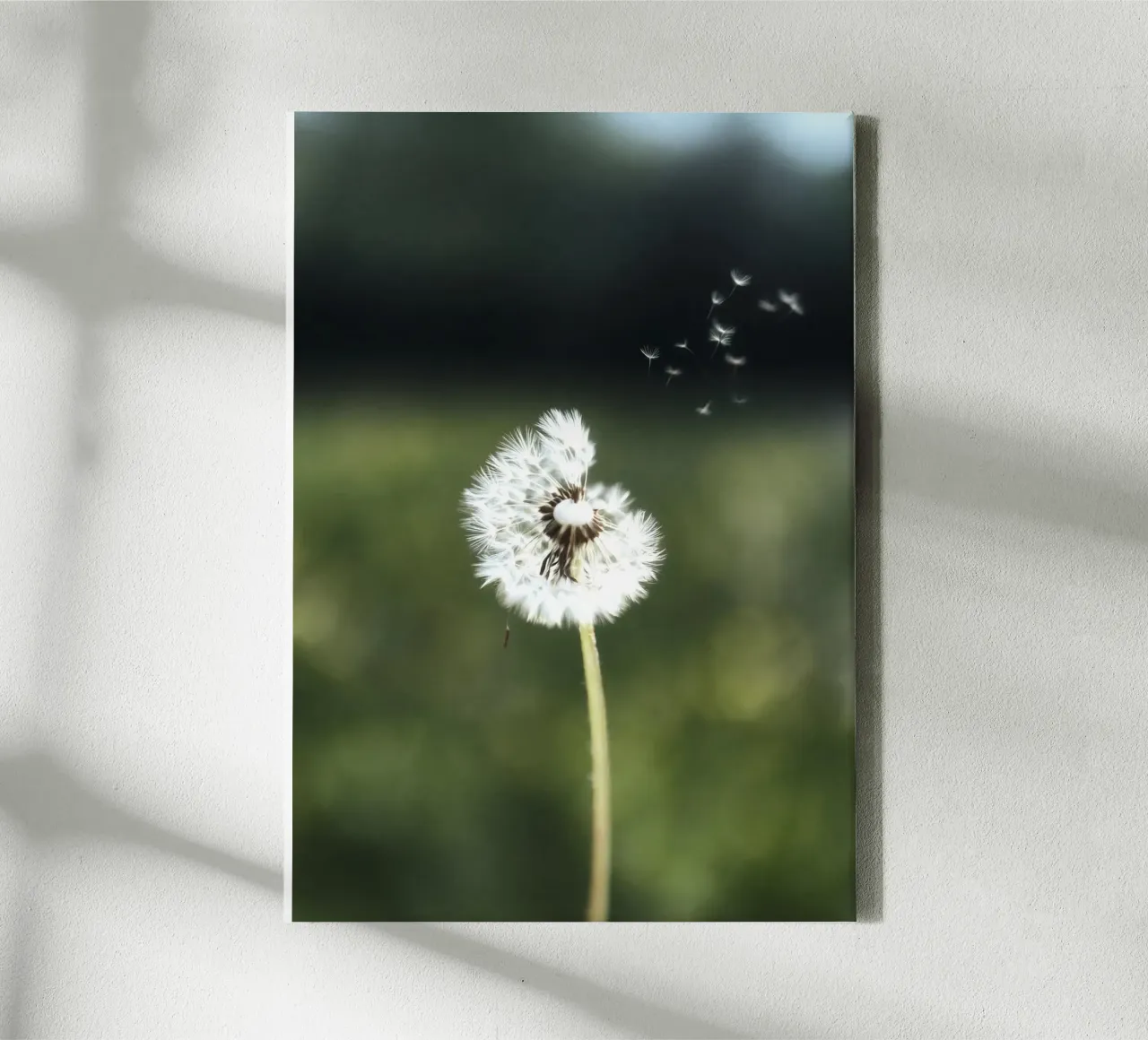 Dandelion Floating Seeds tela da Attaboy Dsgn