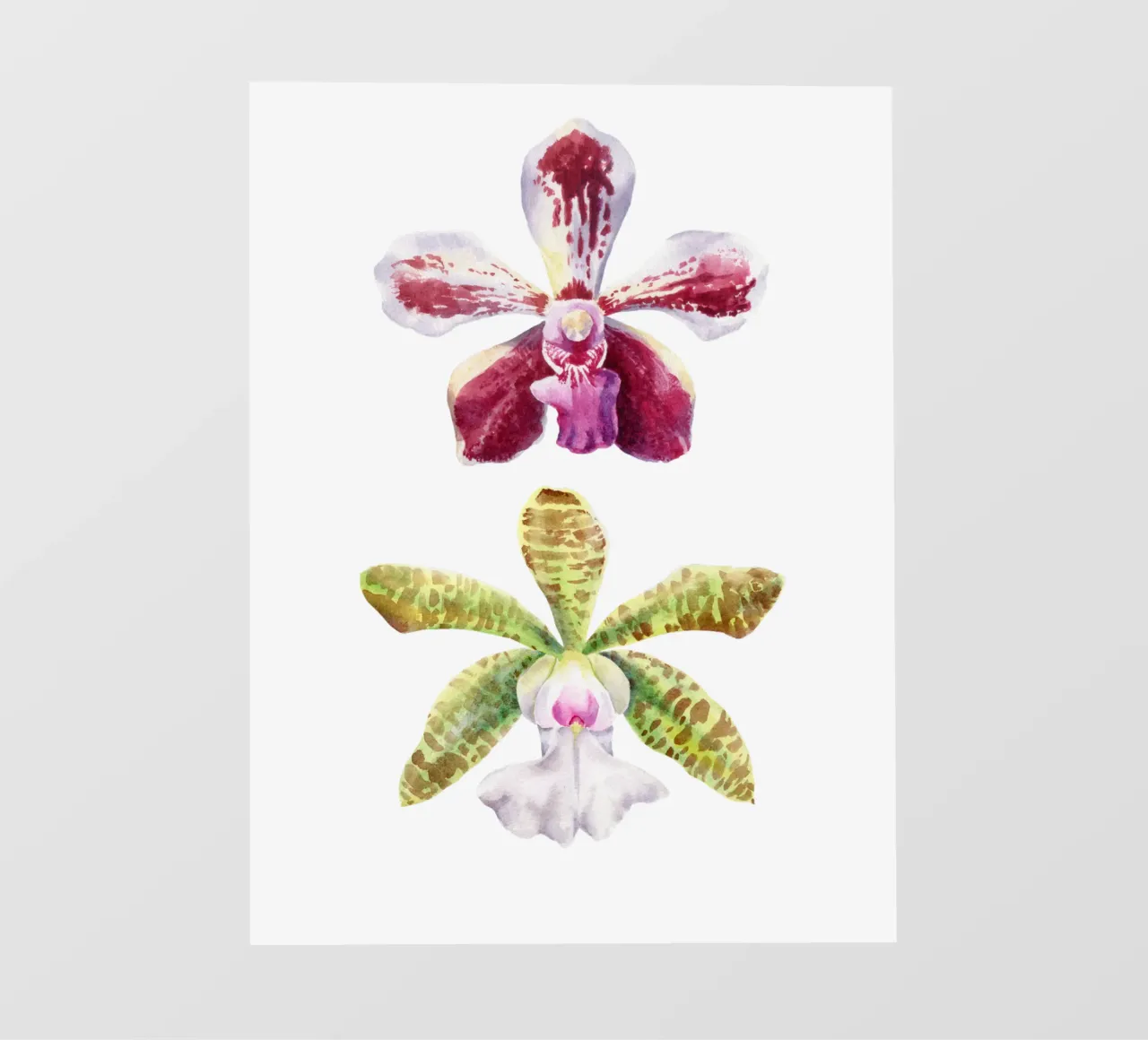 Orchidee Vanda-Loke e Cattleya aclandiae albescens pellicola backlit da youdesignme