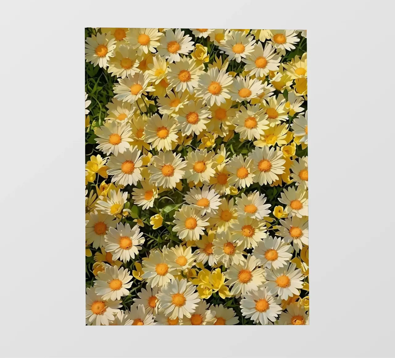 Campo di margherite assolate pellicola backlit da luxi&lace