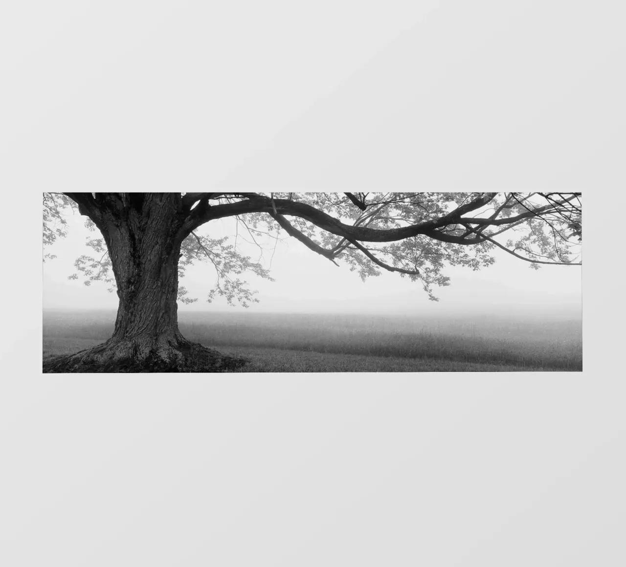 Vecchio albero in una fattoria telo in pvc da Brant Varner