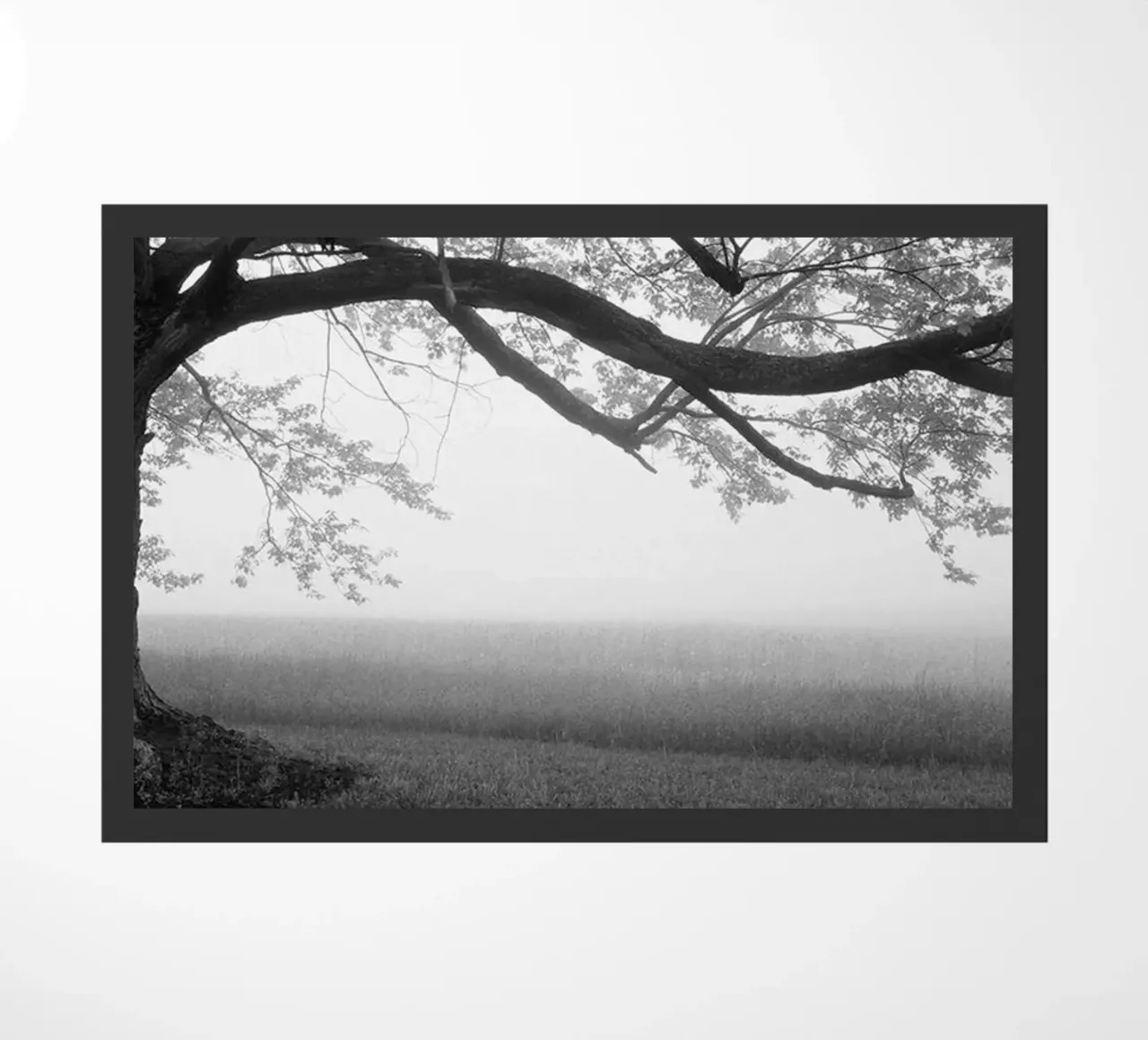 Vecchio albero in una fattoria zerbino da Brant Varner