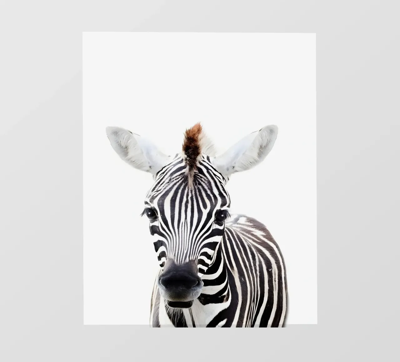 Ritratto di zebra telo in pvc da Pixel Boy