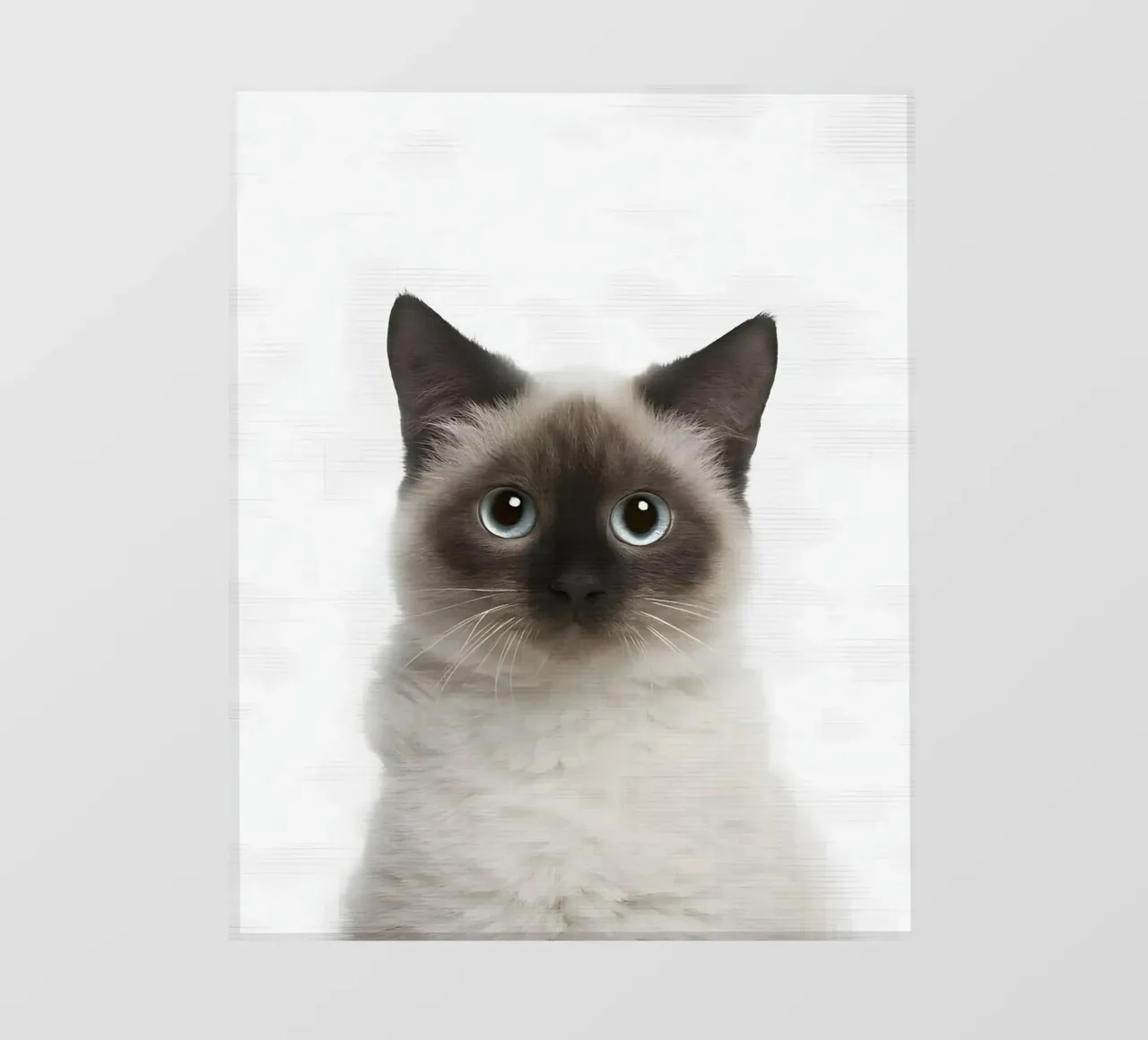 Siamese dagli occhi blu pellicola backlit da Pixel Boy