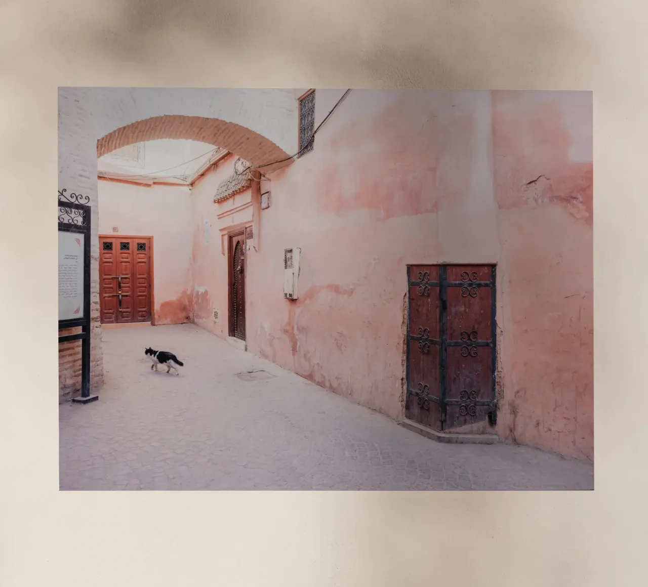 Cat in the medina of Marrakesh pellicola backlit da photolovers