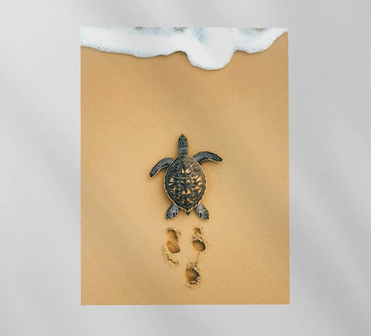 turtle on sand pellicola backlit da Fost