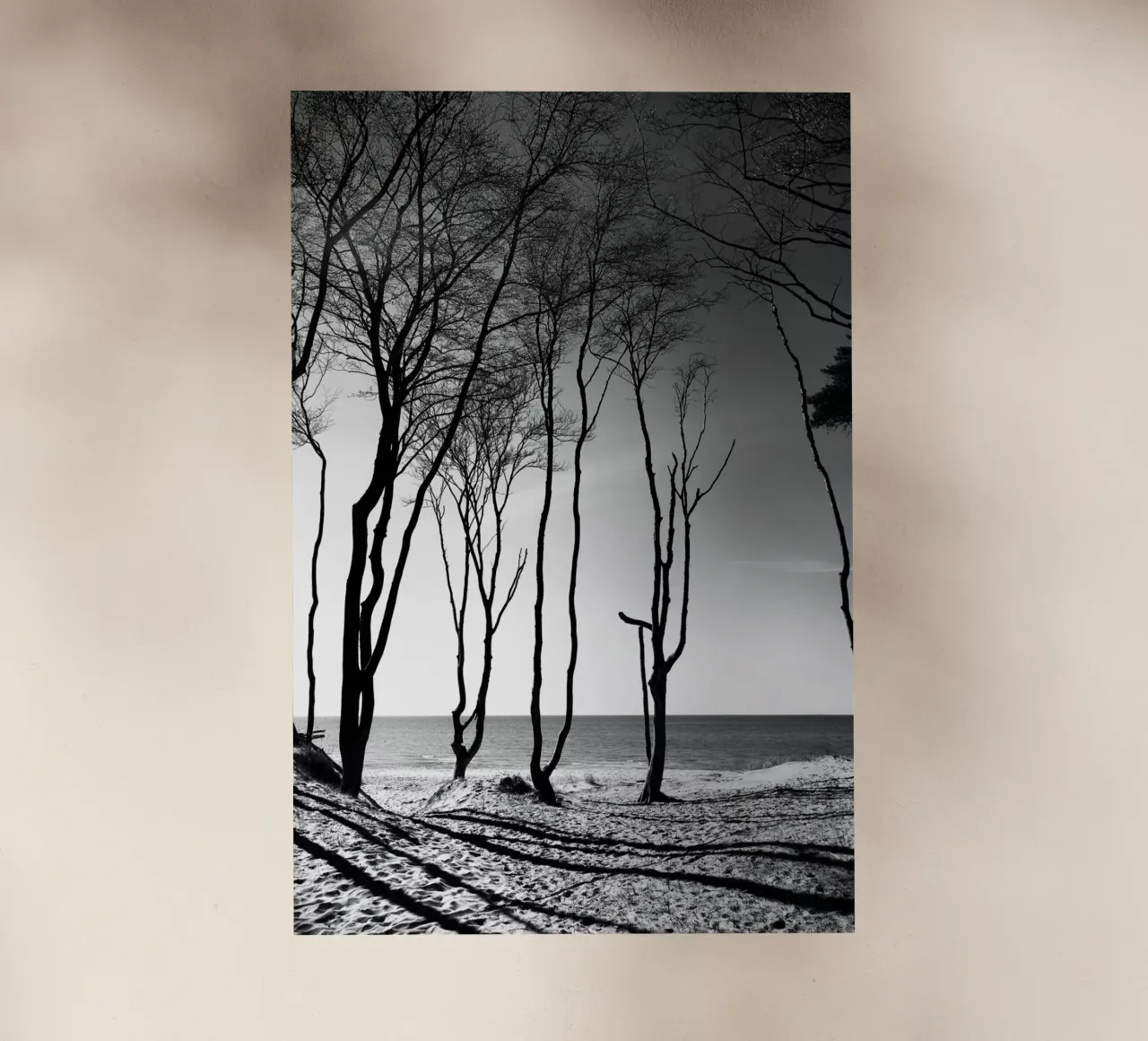 Coastal trees pellicola backlit da Fjöllart