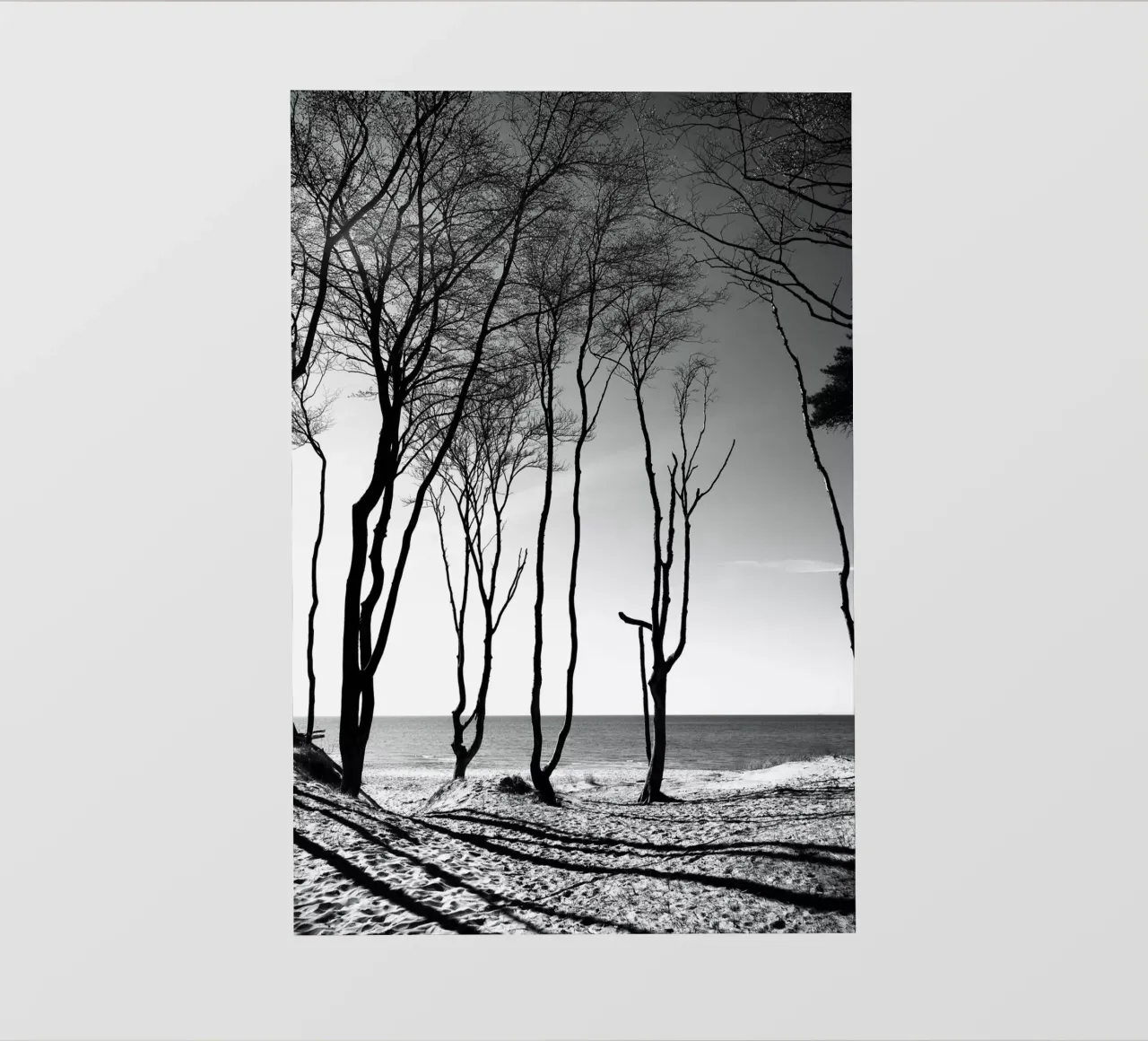 Coastal trees telo in pvc da Fjöllart