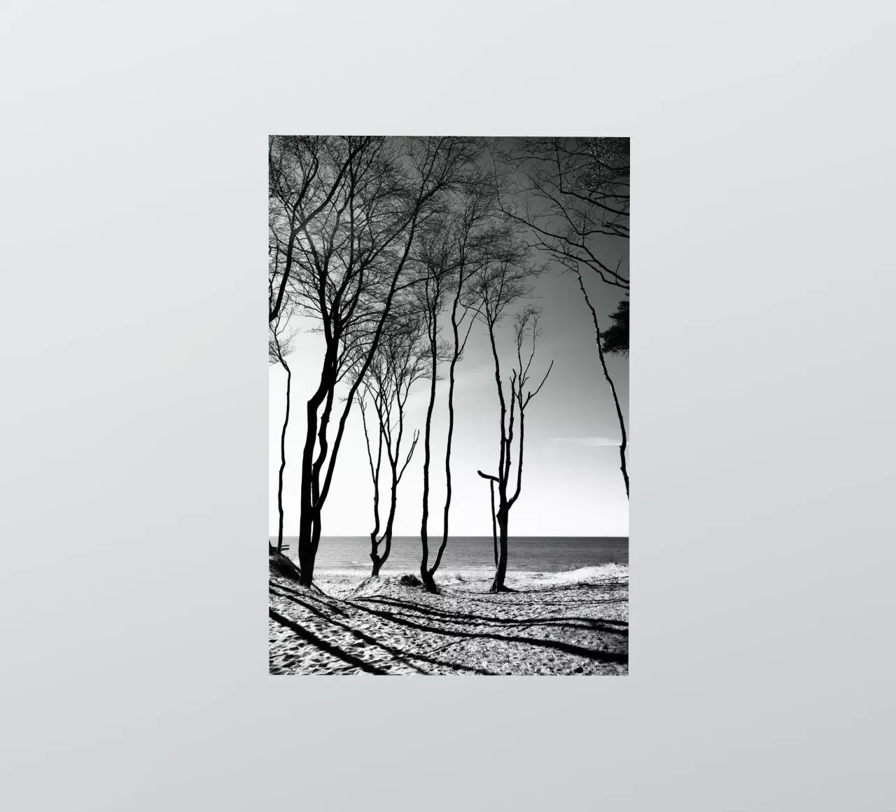 Coastal trees adesivo da Fjöllart