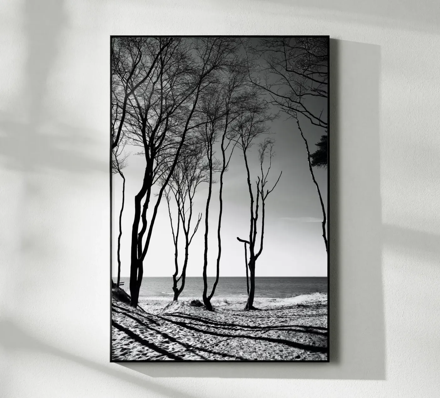 Coastal trees plexiglass da Fjöllart