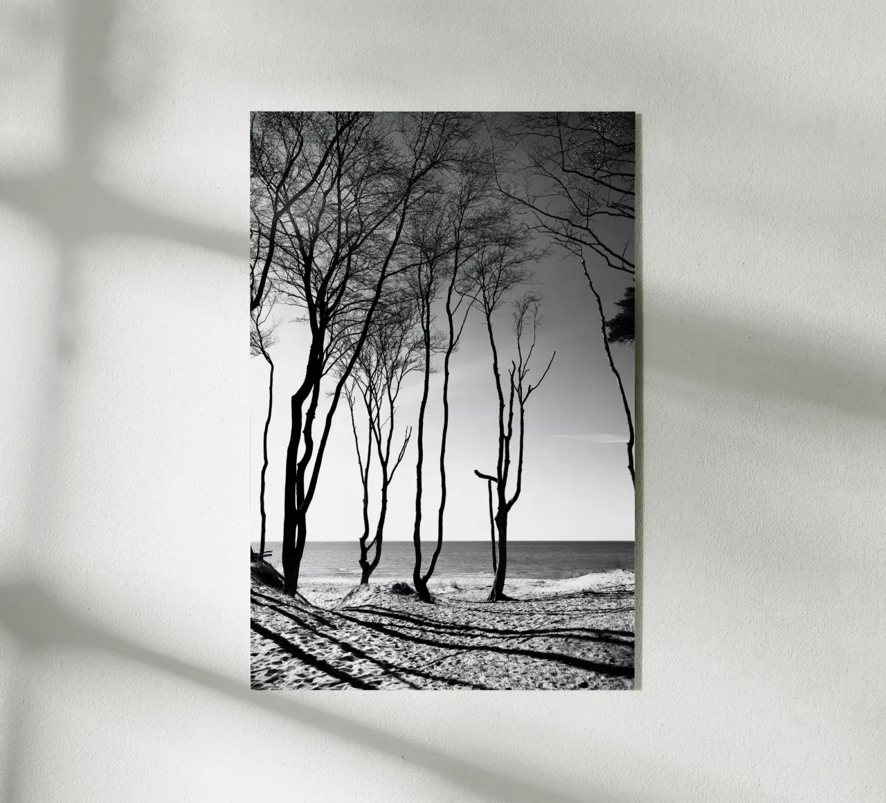 Coastal trees plexiglass da Fjöllart