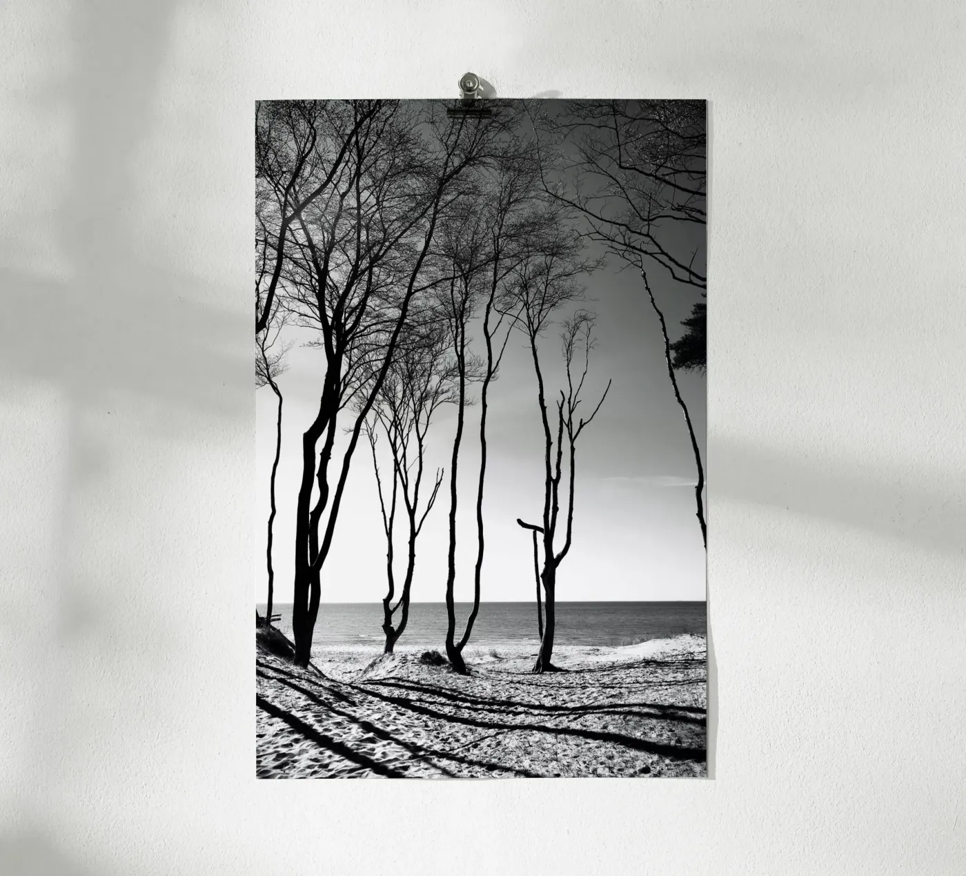 Coastal trees poster da Fjöllart