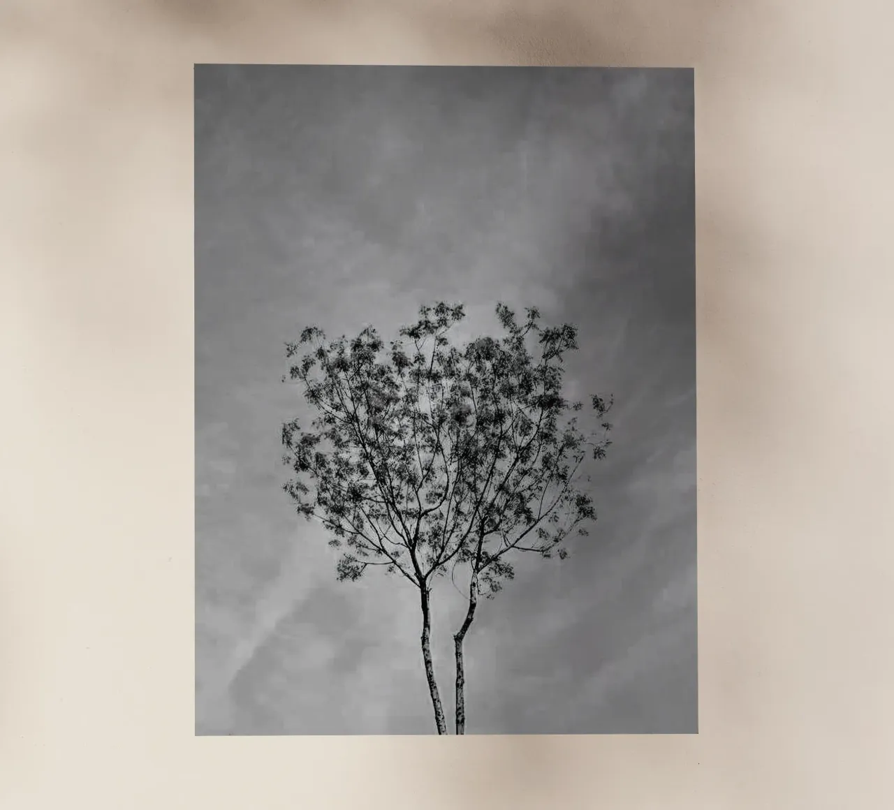 branch in shade pellicola backlit da juli