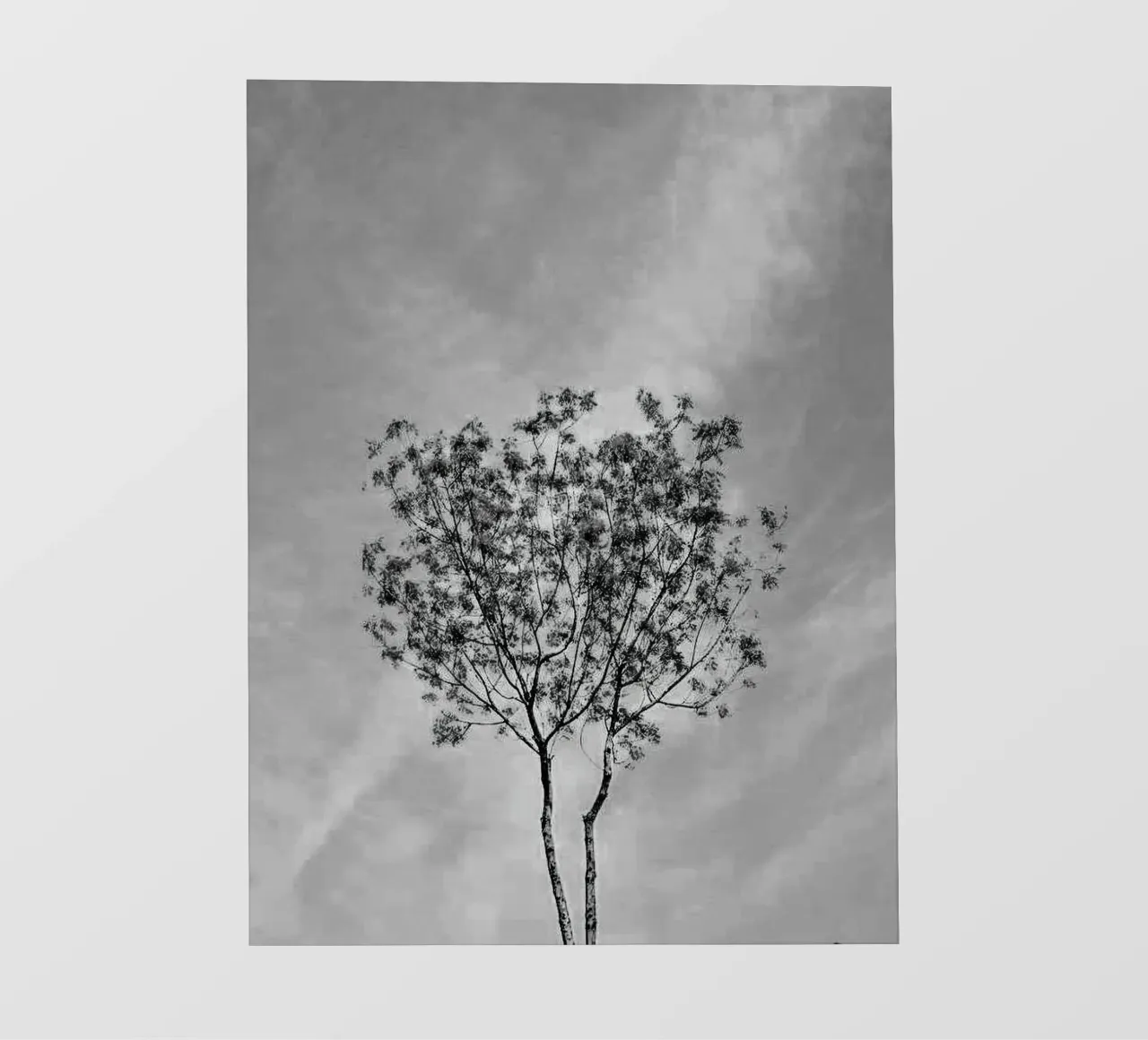 branch in shade pellicola backlit da juli