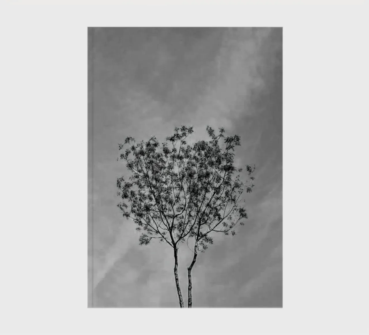 branch in shade diario da juli