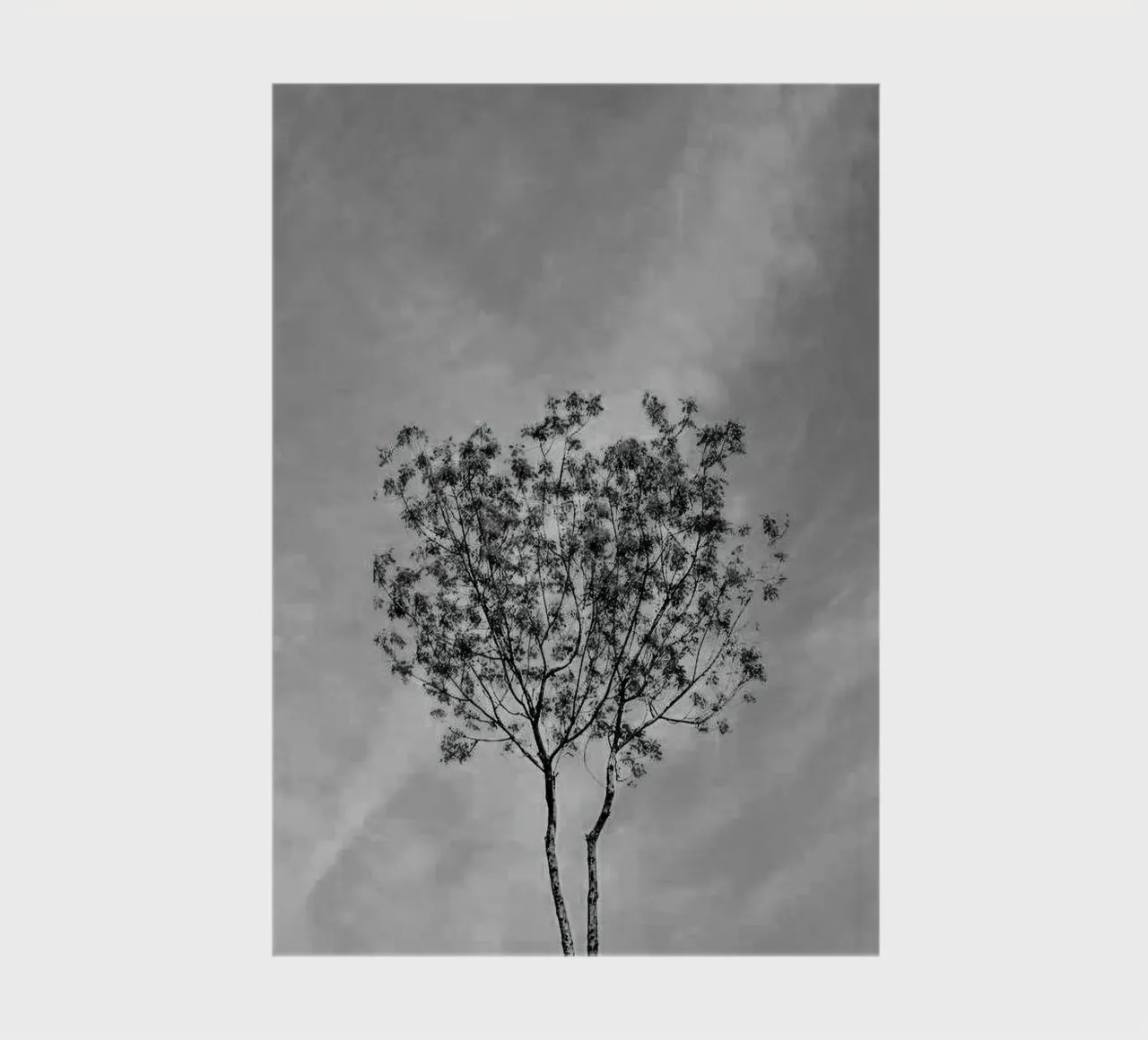 branch in shade diario da juli