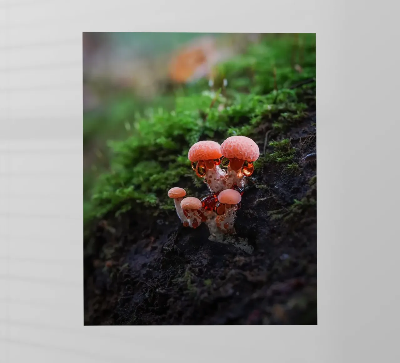 Autunno pellicola backlit da Tom's Wildlife