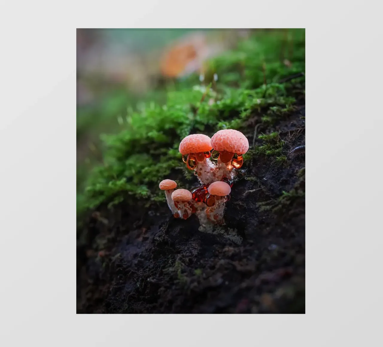 Autunno pellicola backlit da Tom's Wildlife